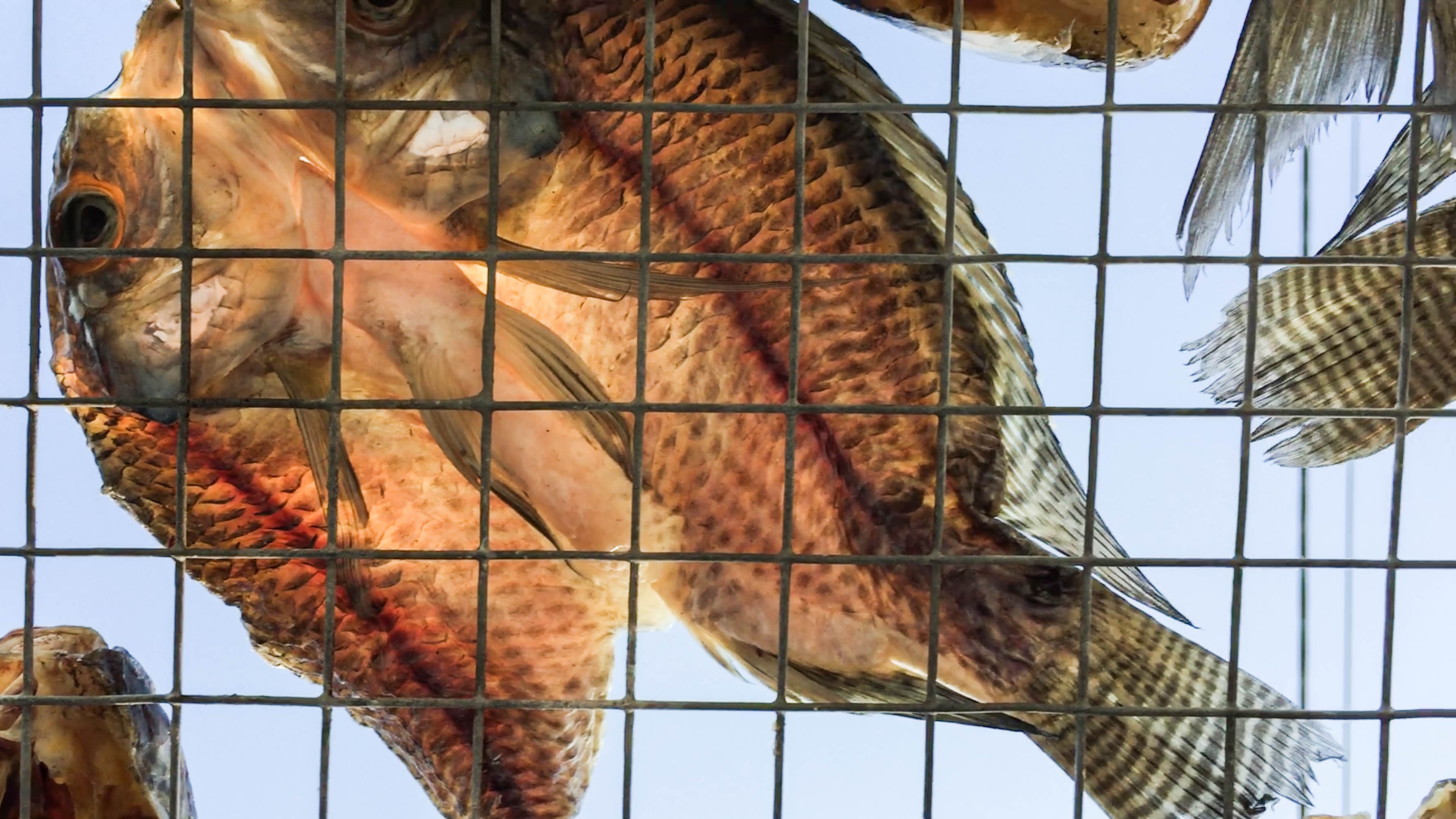 Voices from elsewhere