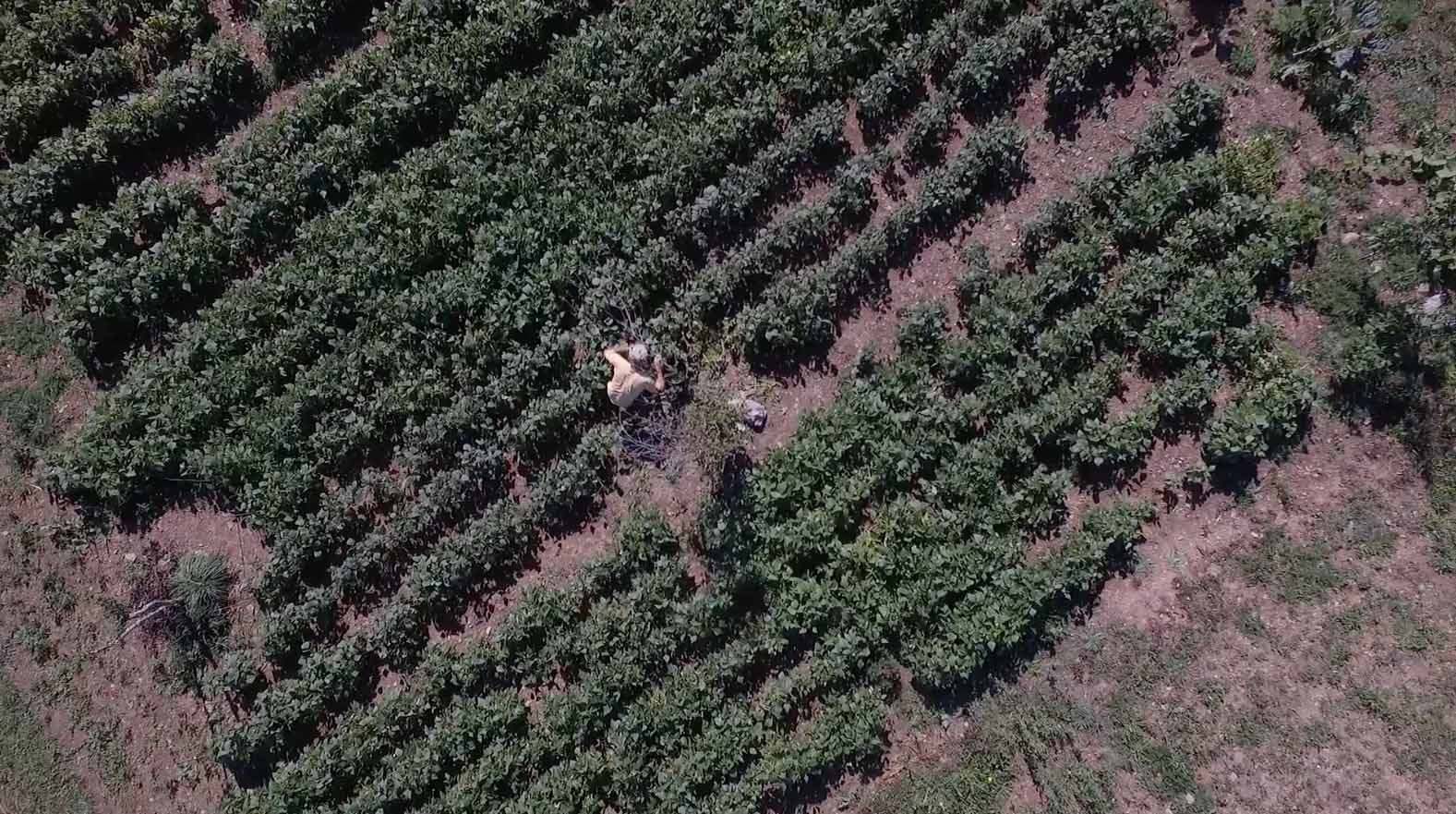 Pépinière de la Bosdonie