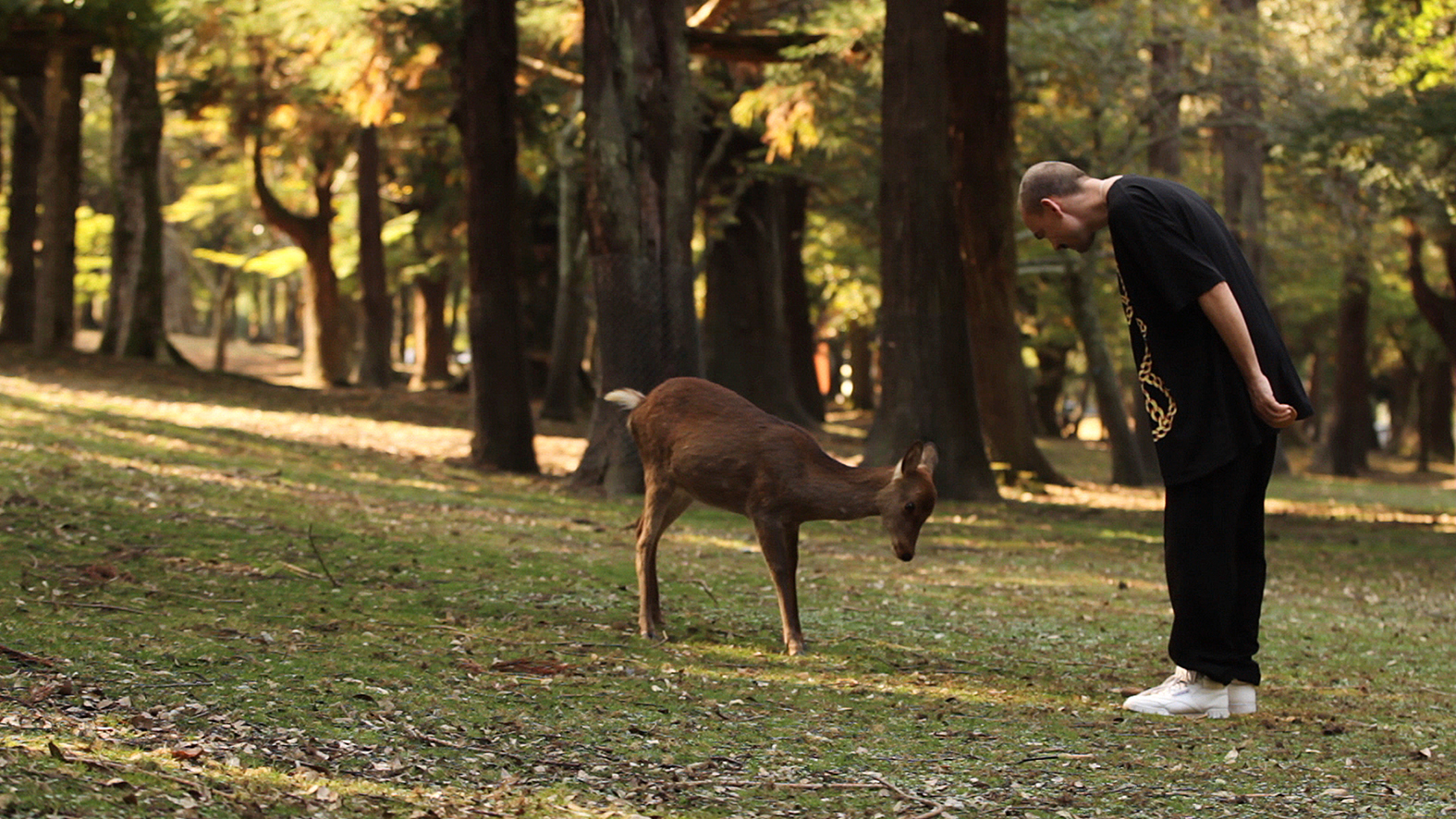 Dear Deer