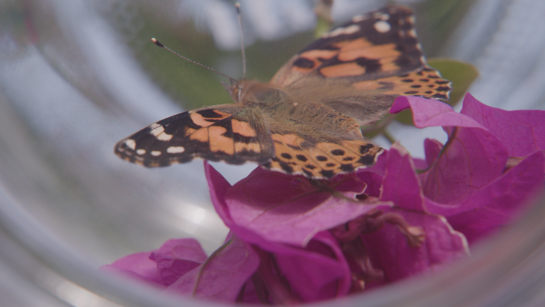 Mariposa