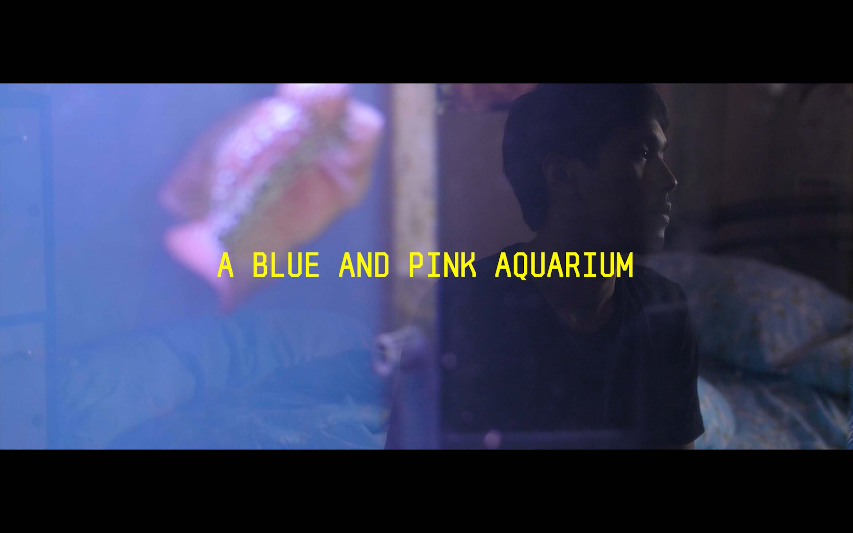 A Blue and Pink Aquarium