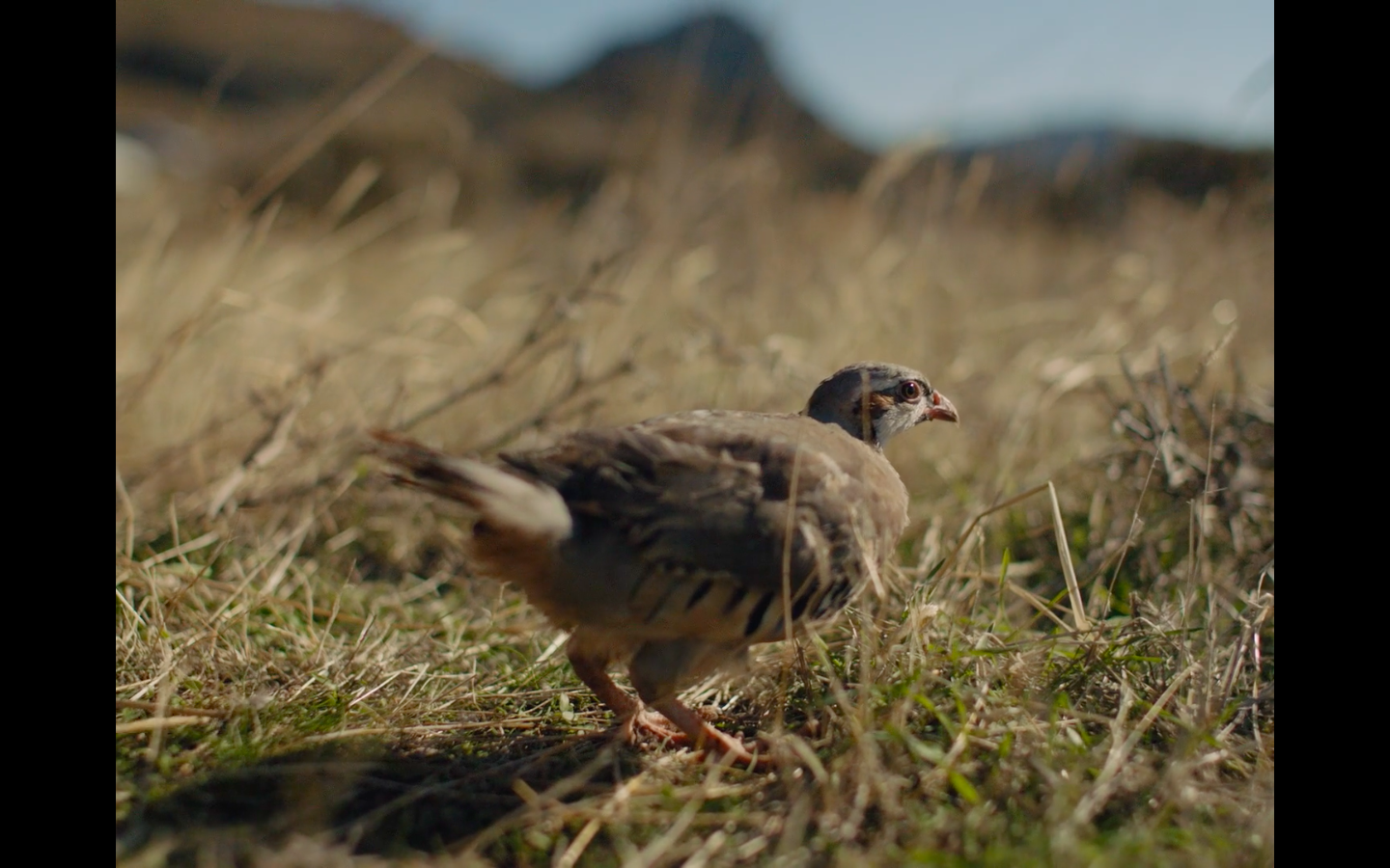 All The Fires the Fire