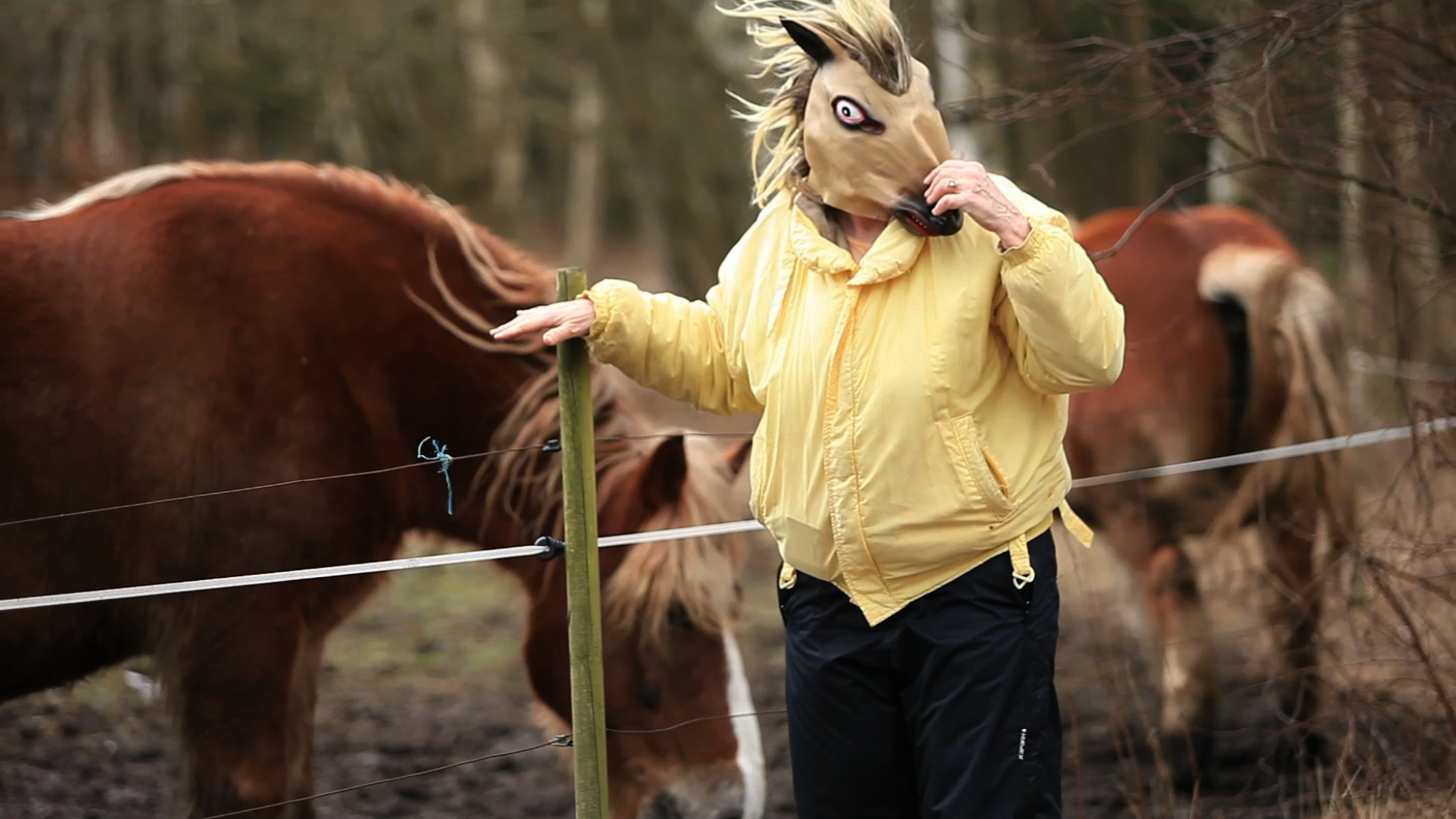 Kvinnan som kunde tala med hästar