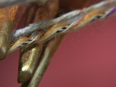 Autre côté de la peau