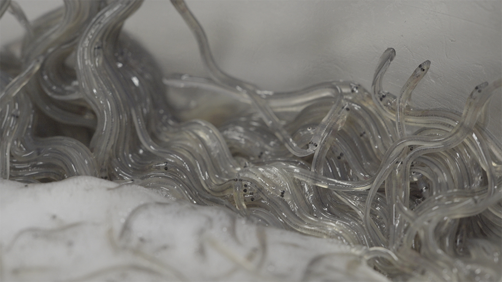 Elvers