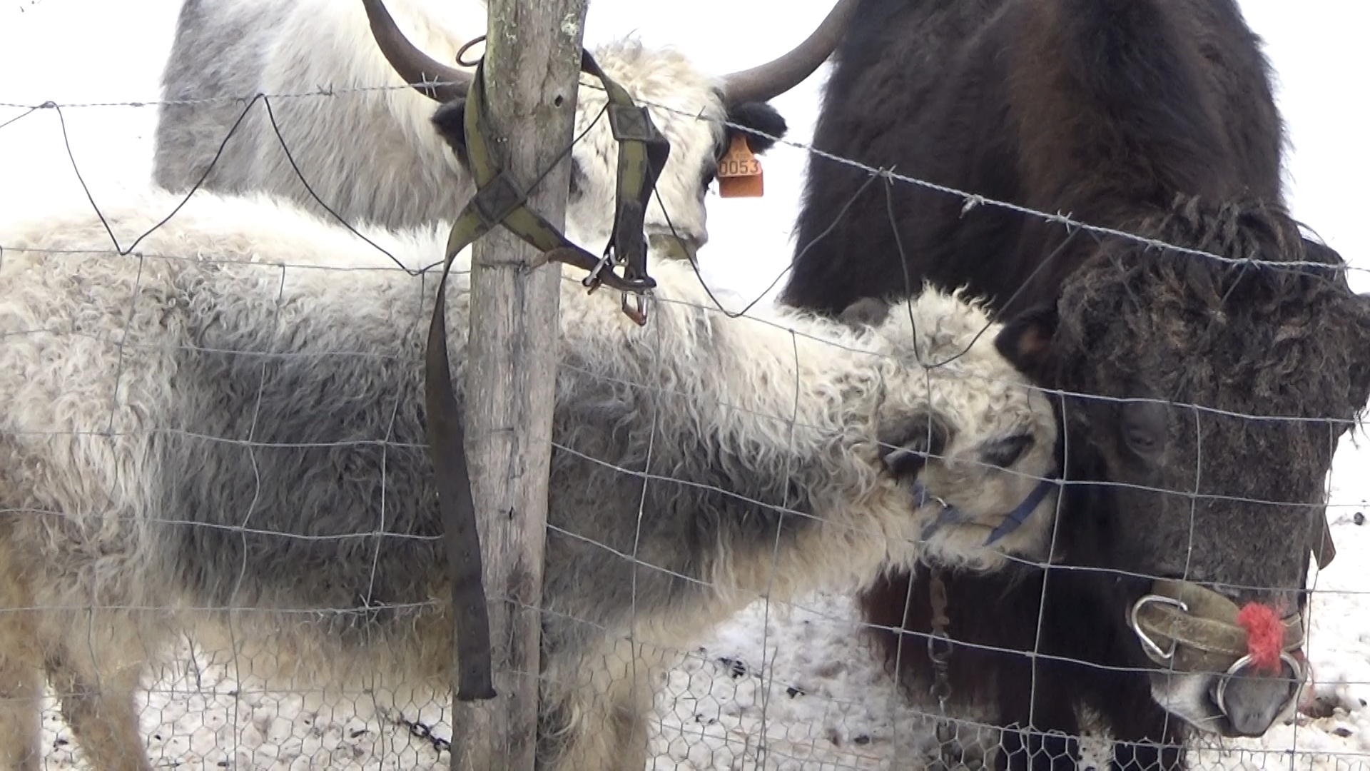 Et ceux qui vont sur la mer