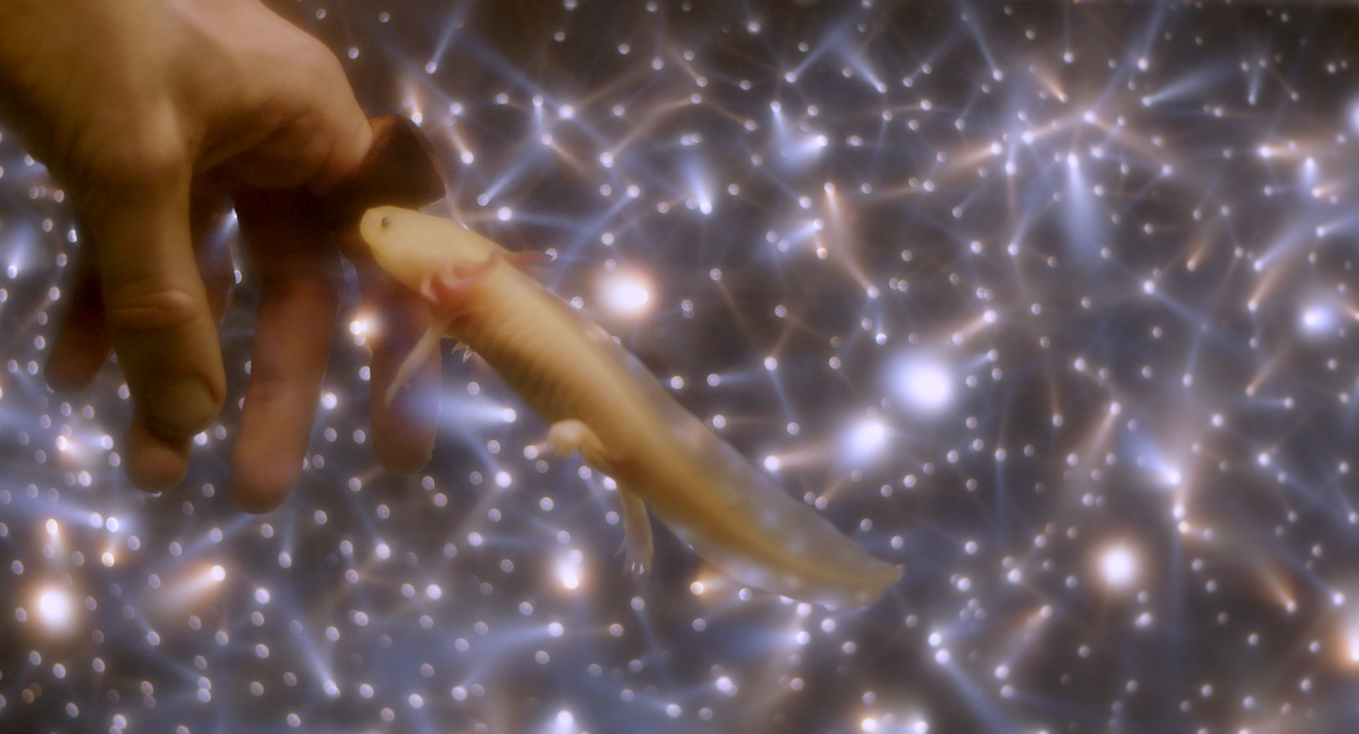 dragon à deux têtes