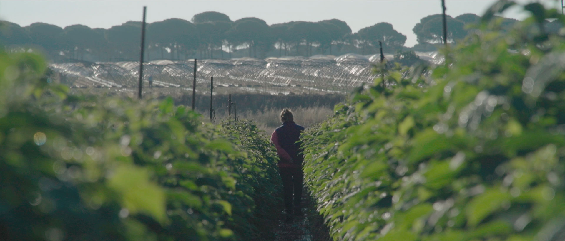 Venus de las Colmenas
