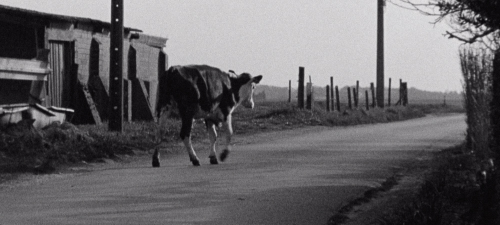 Alwaar De Koe Verdween