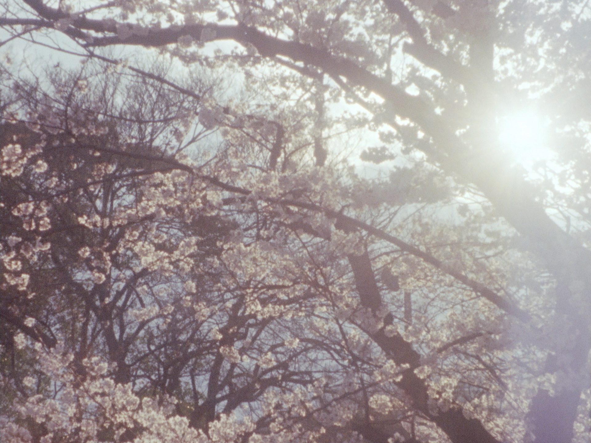 Yoakemae no KoiMonogatari