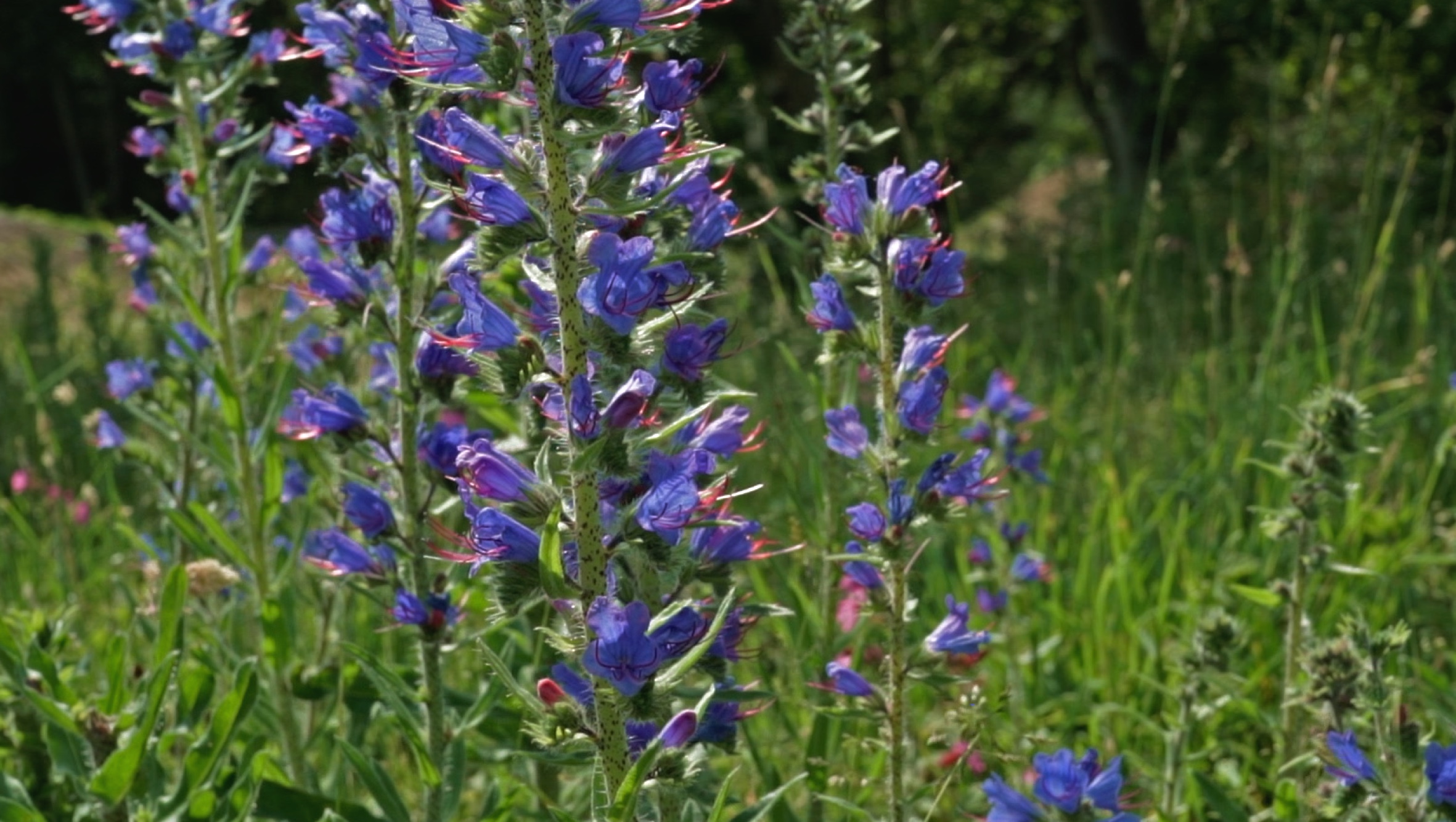 10 Minutes of Bumblebees Enjoying the Blueweed