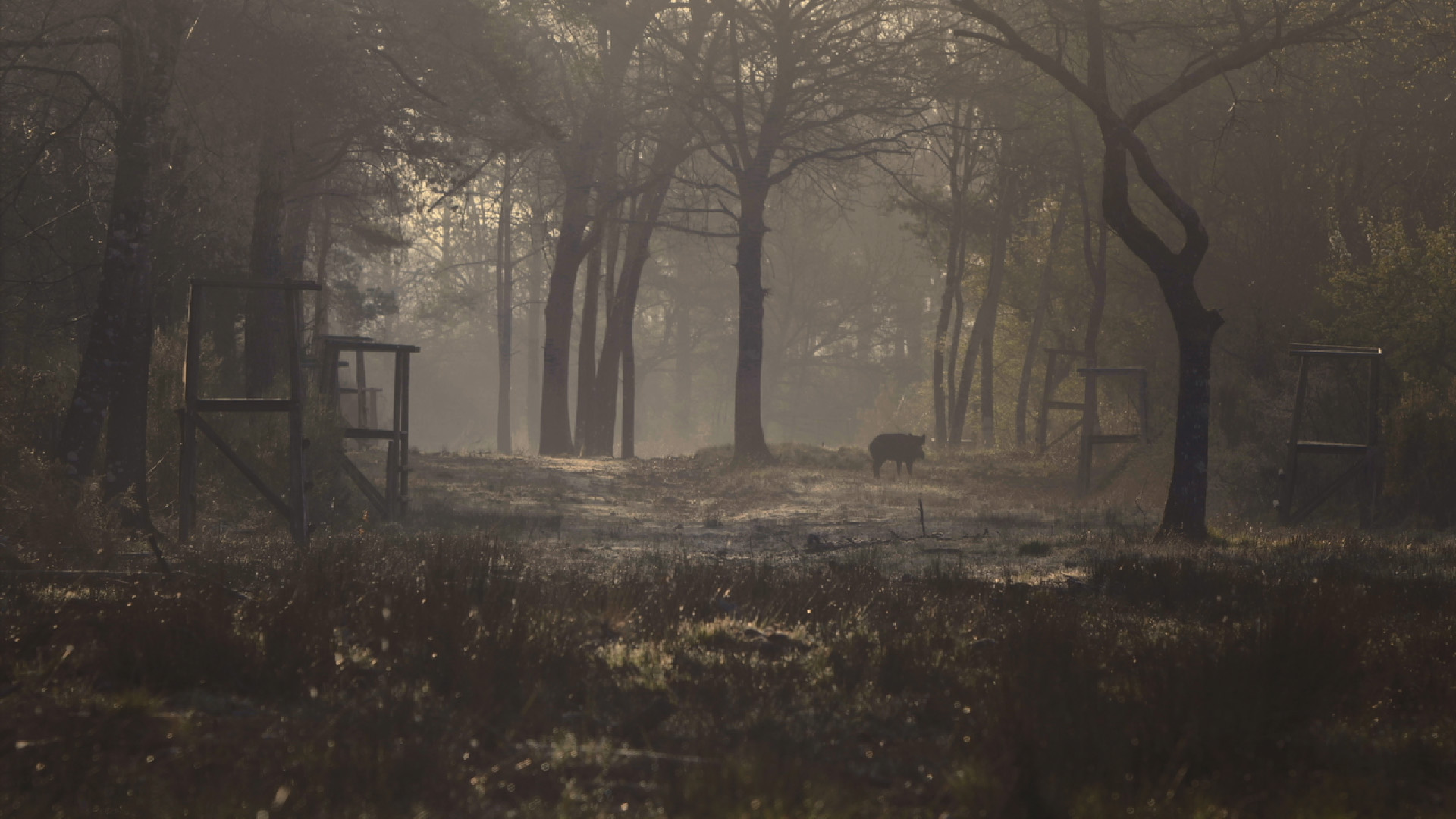 De la confiture aux cochons