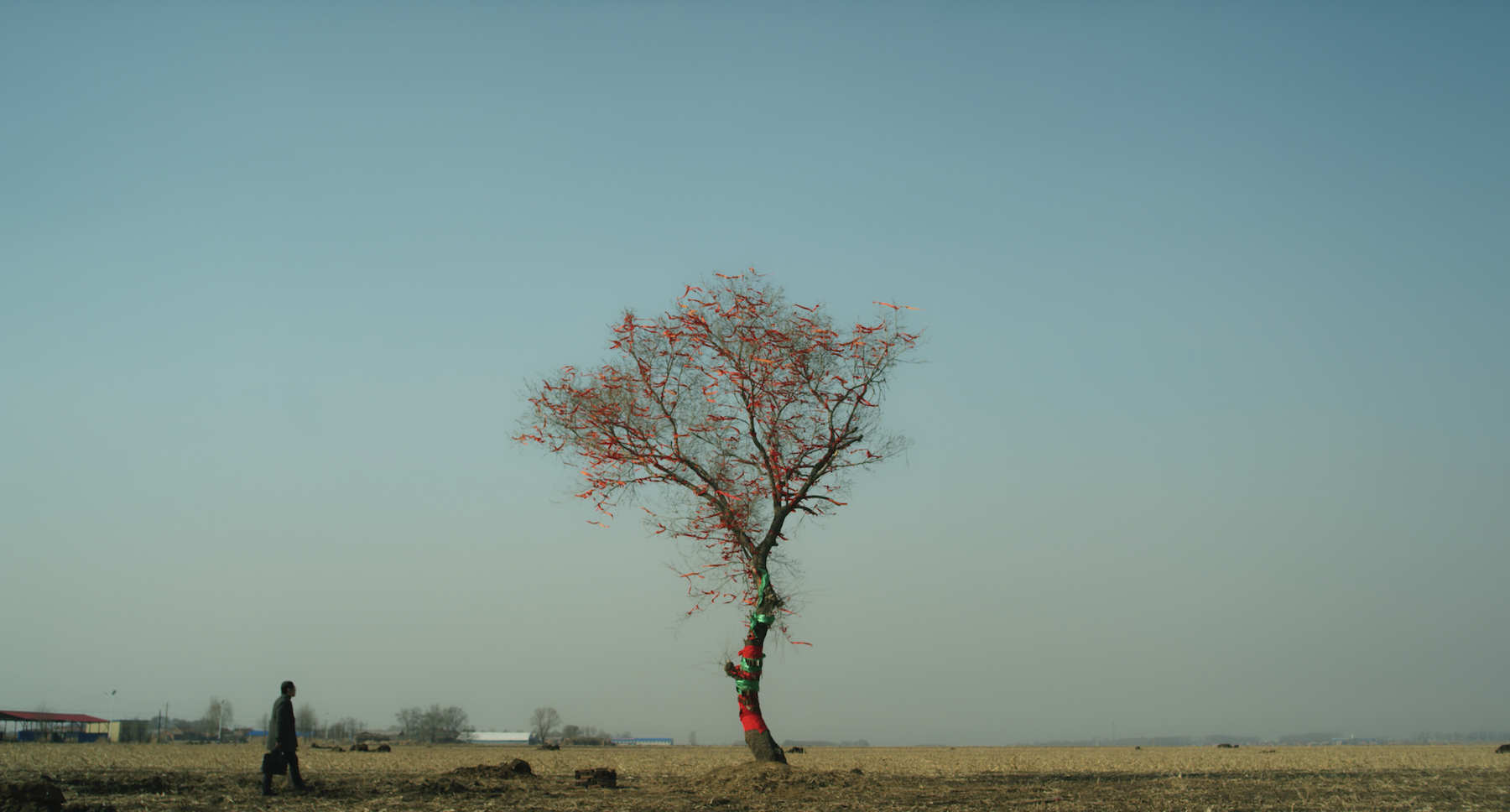 In the Name of the Tree