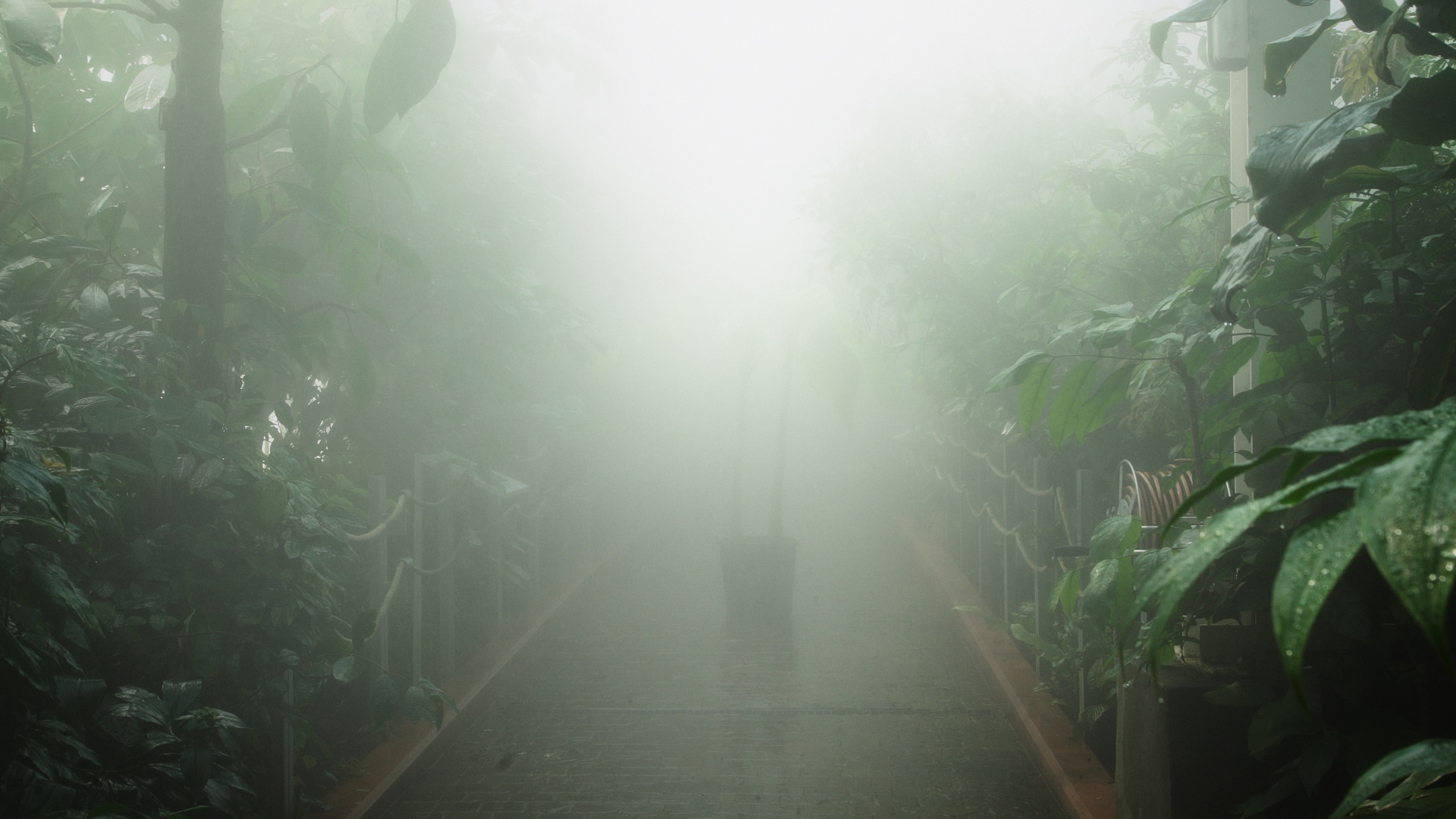 Mais pourquoi les bananes sont  courbées?