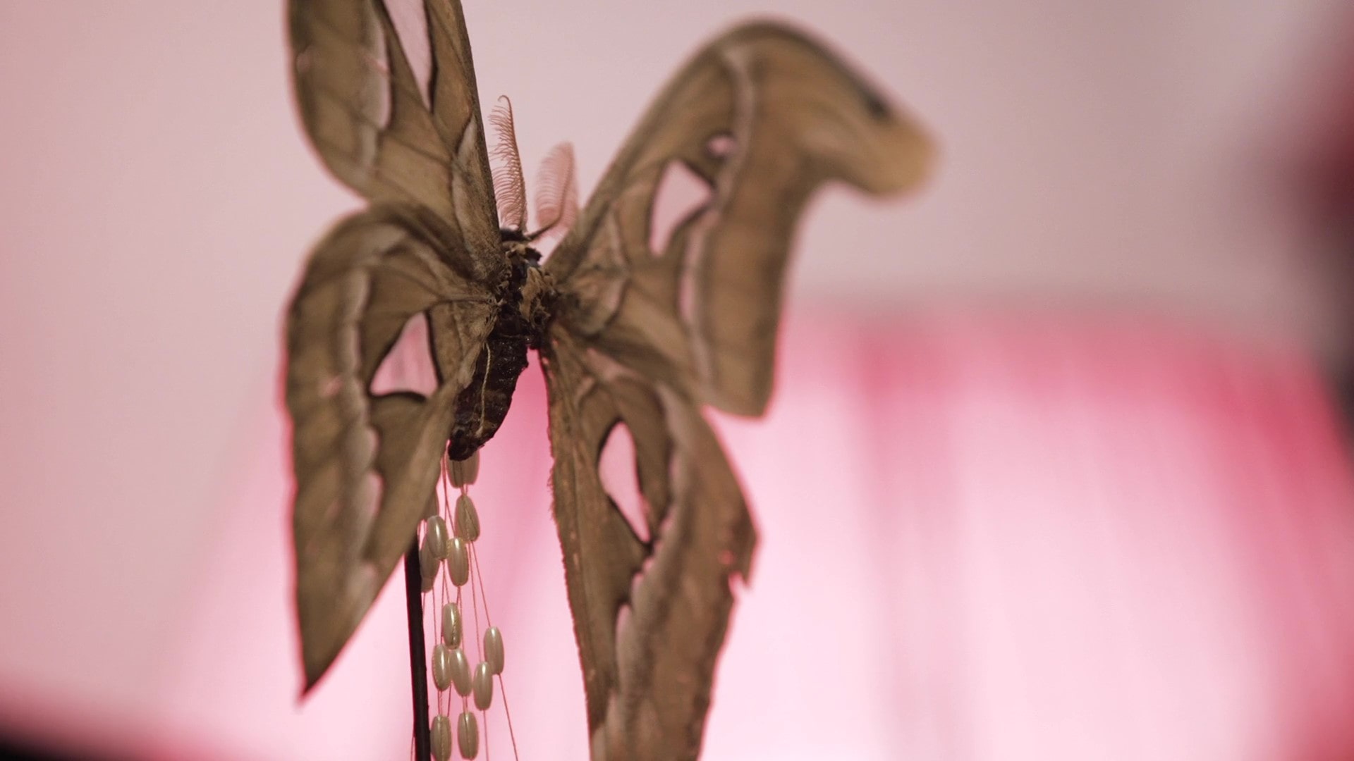 Scolopendres et papillons