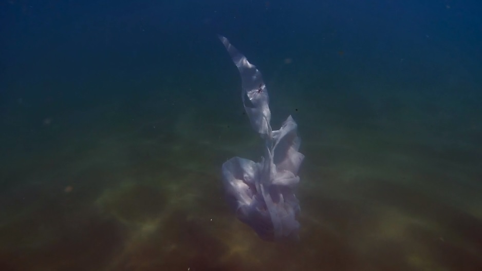 extraterrestres vinieron a través del mar