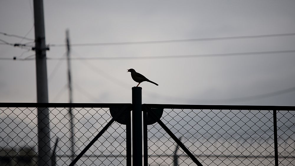Sin título. Quinto movimiento