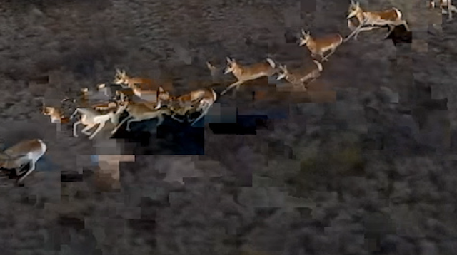 Antilopes