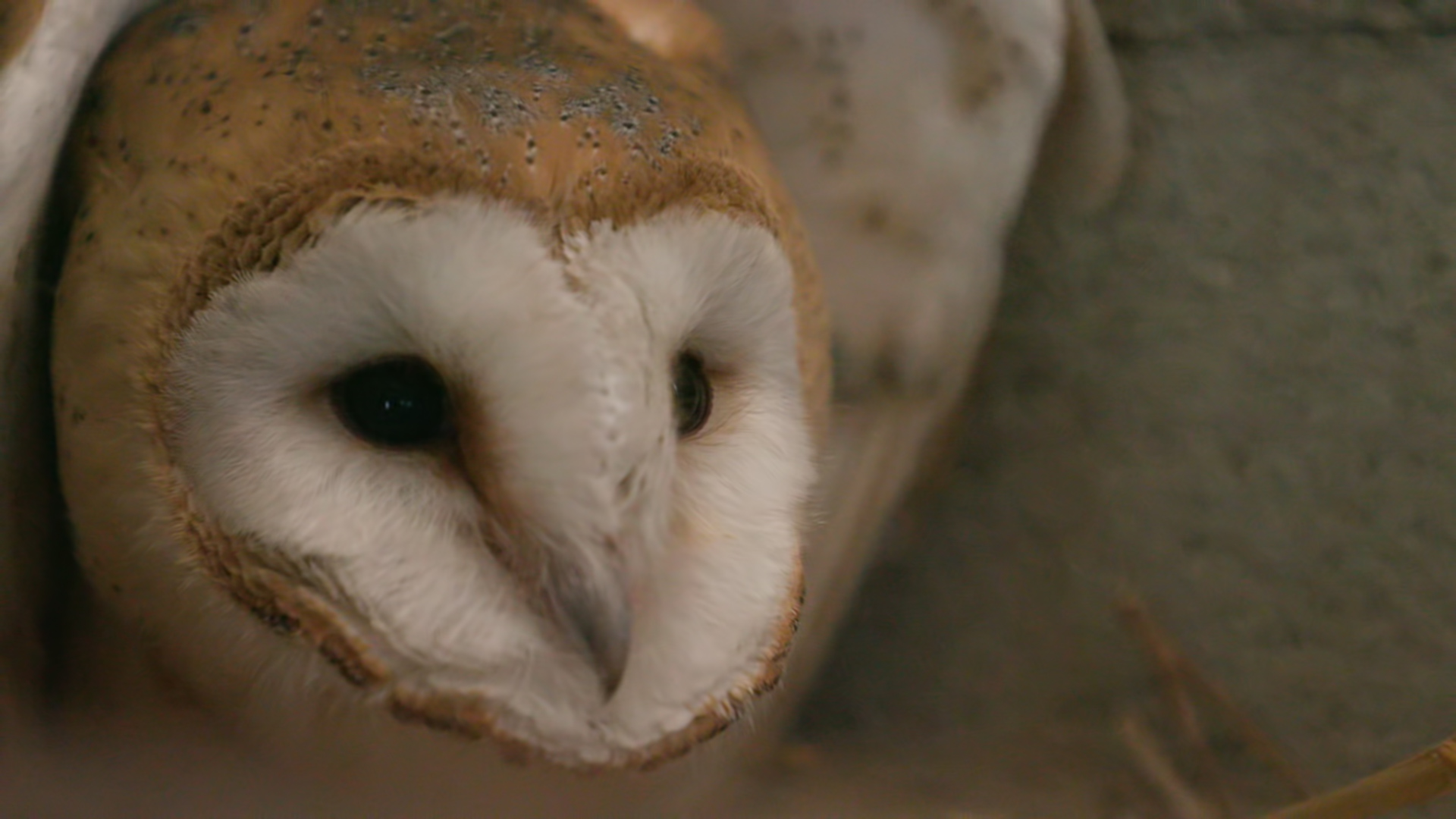 Life in the Buffer Zone