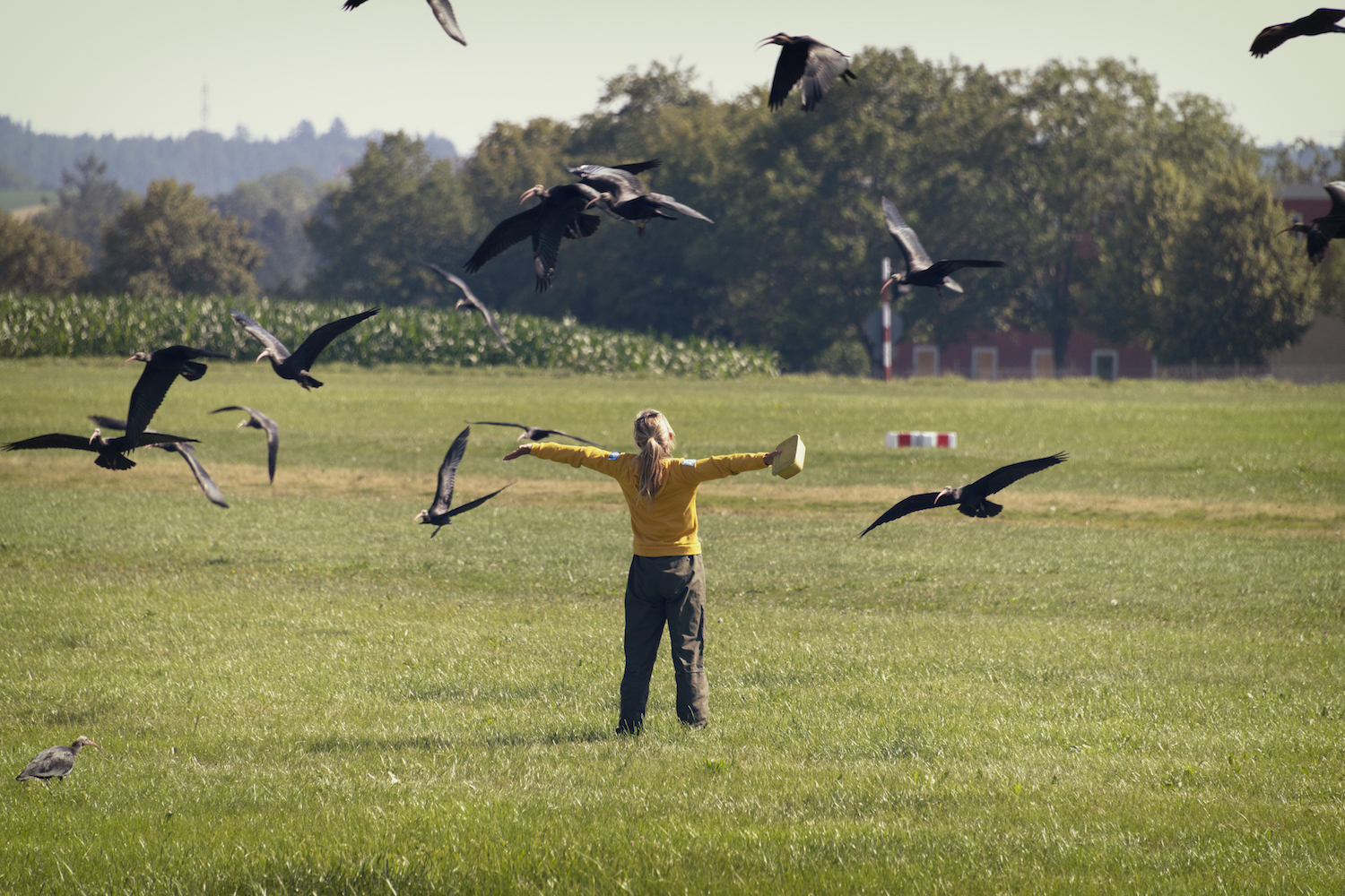 Teach a Bird to Fly