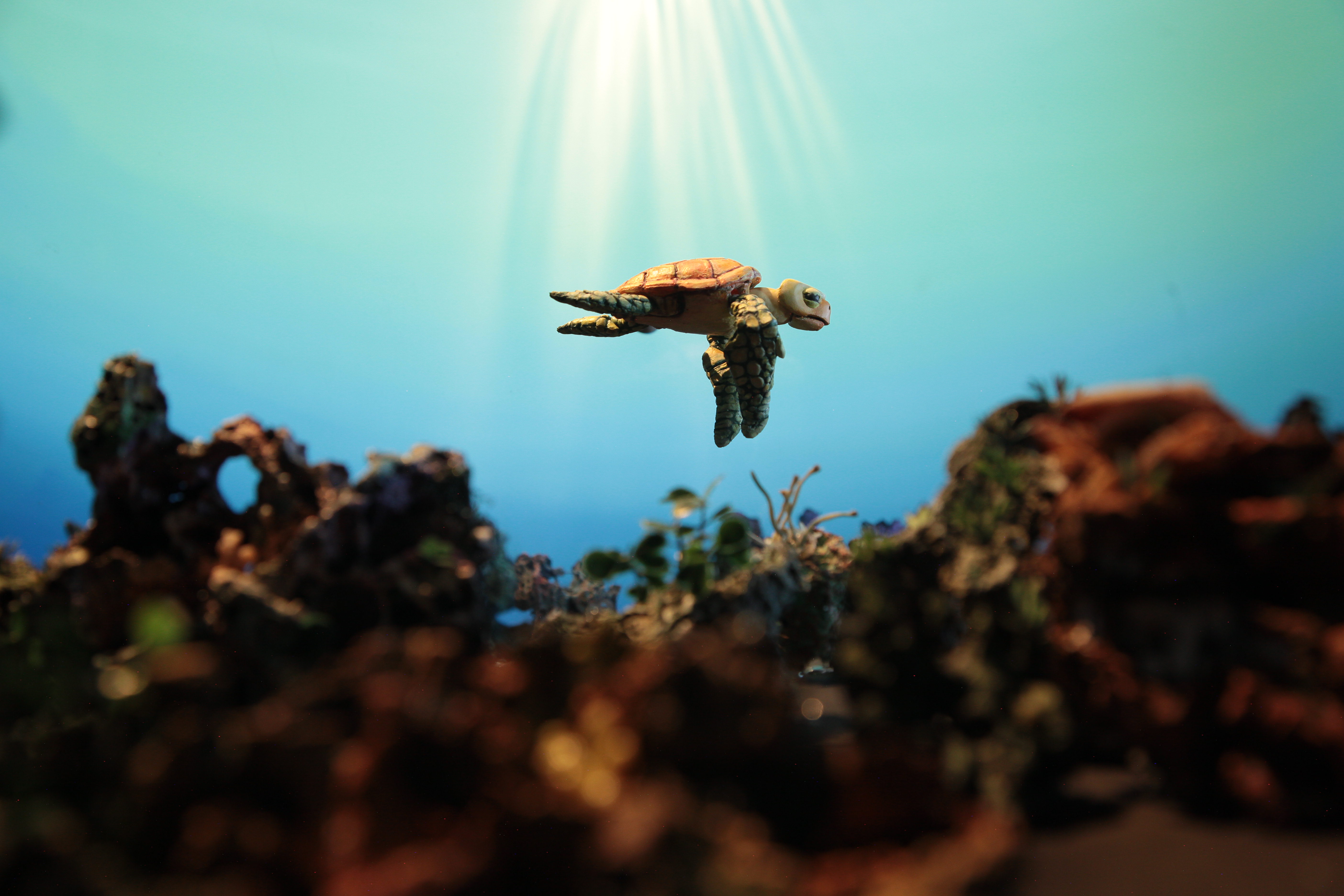 Tortuga de plástico