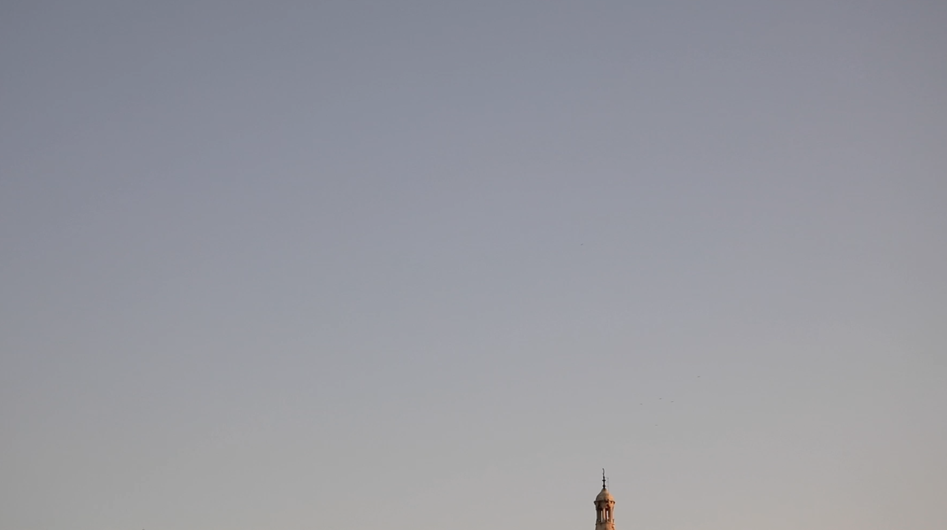 Bird Catcher