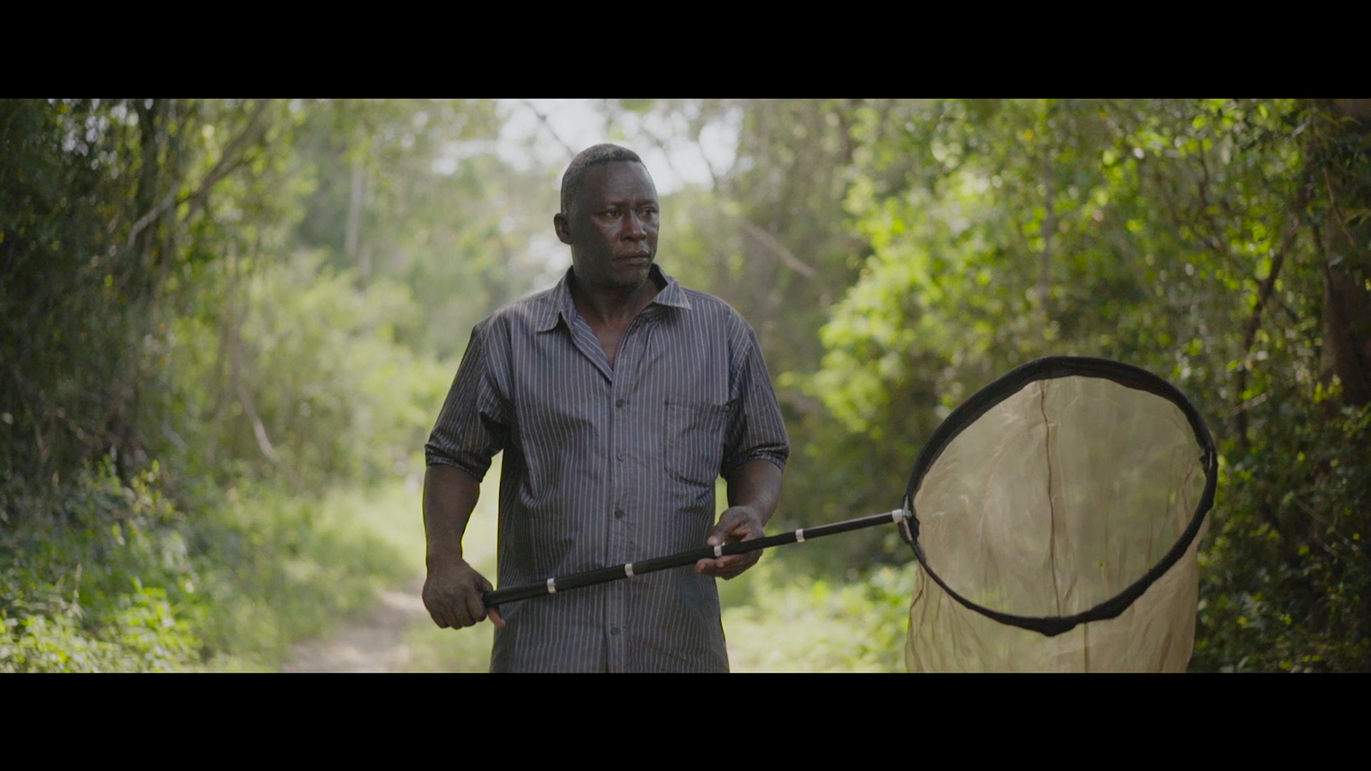 Flying Gold of Arabuko