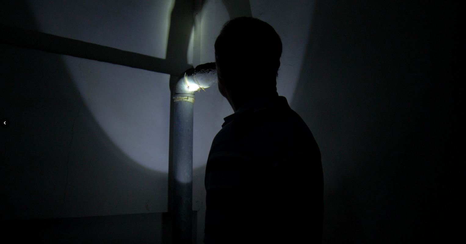 Sunken Cave And a Migrating Bird