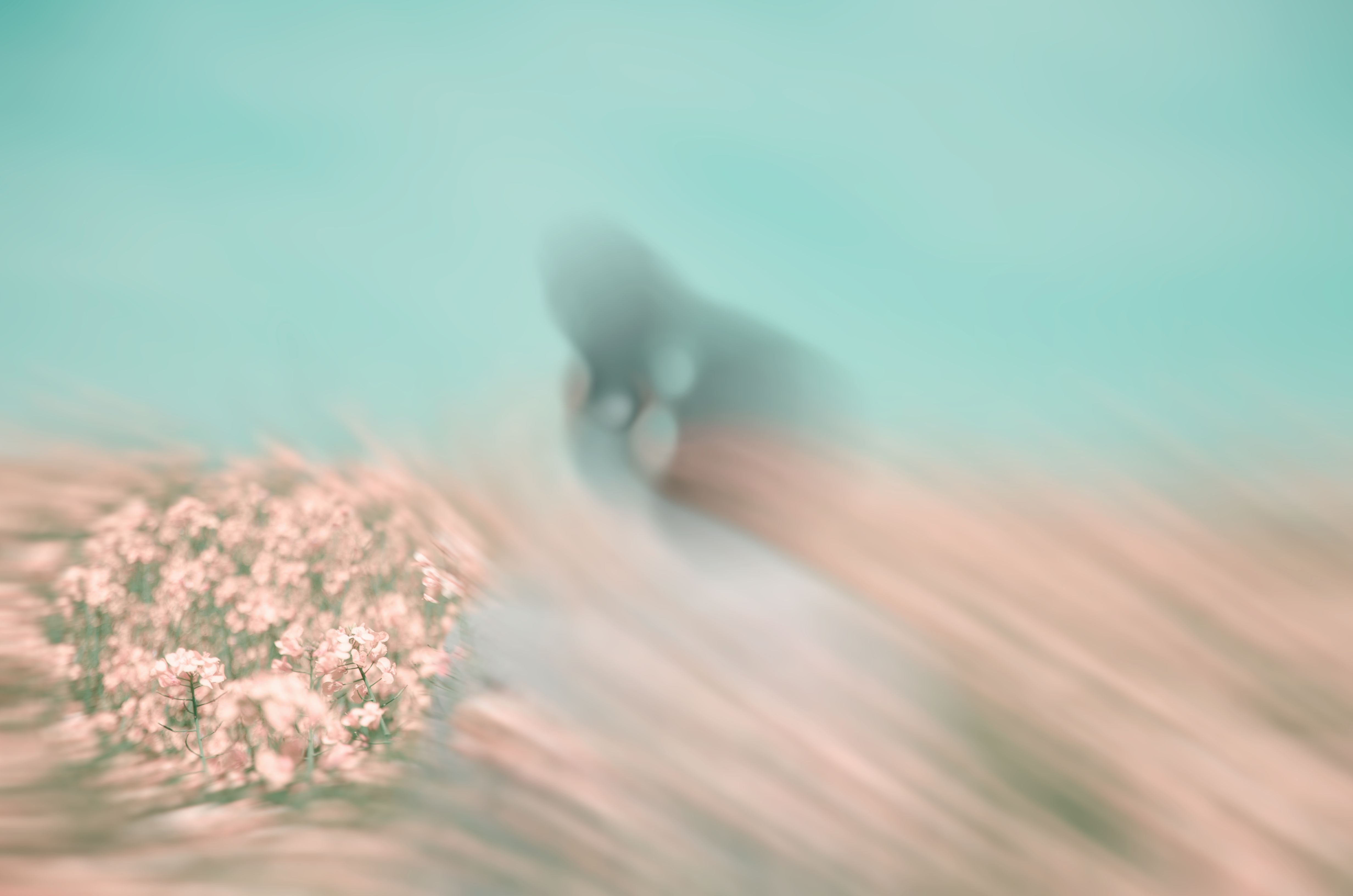 Flowers in the greenhouse