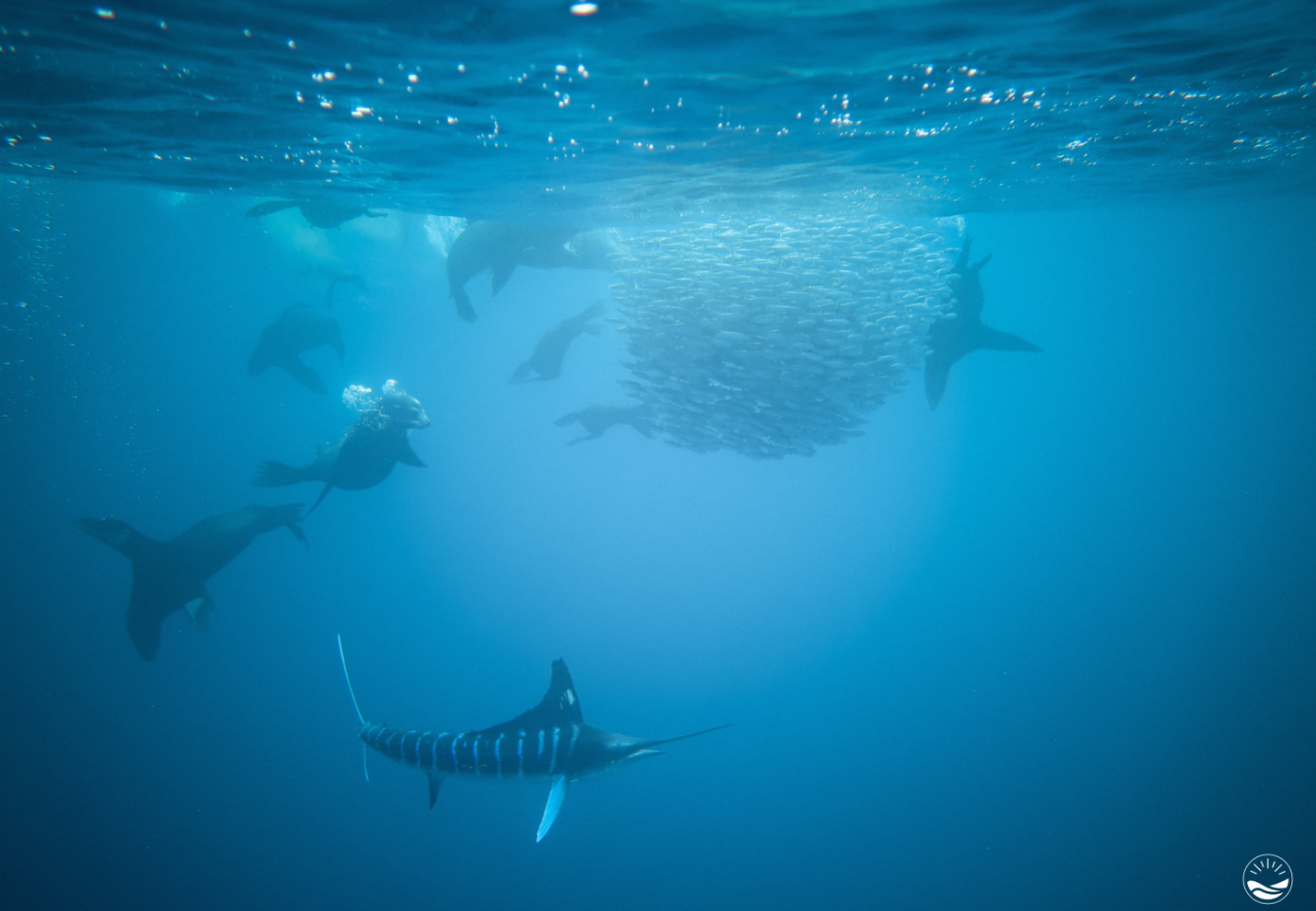 Blue quest - baja california