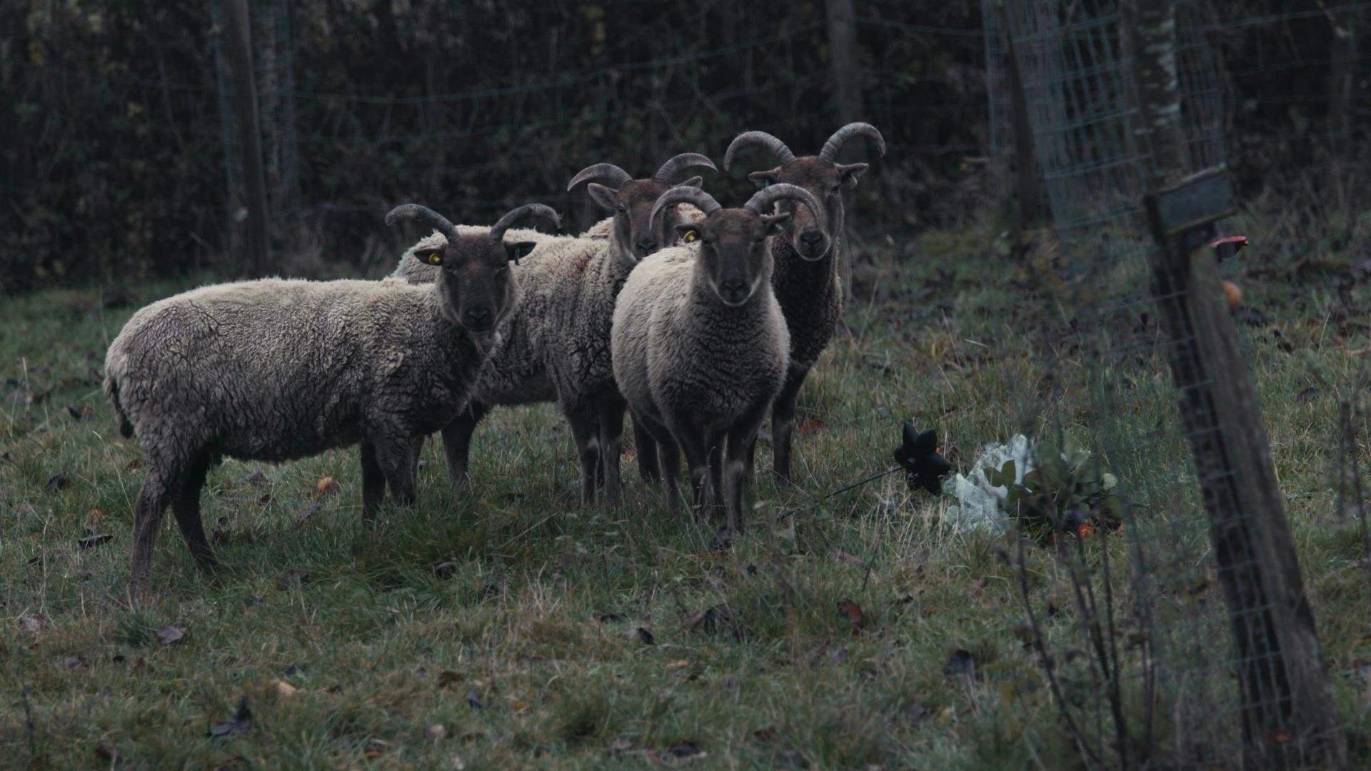 Some Kind of Intimacy