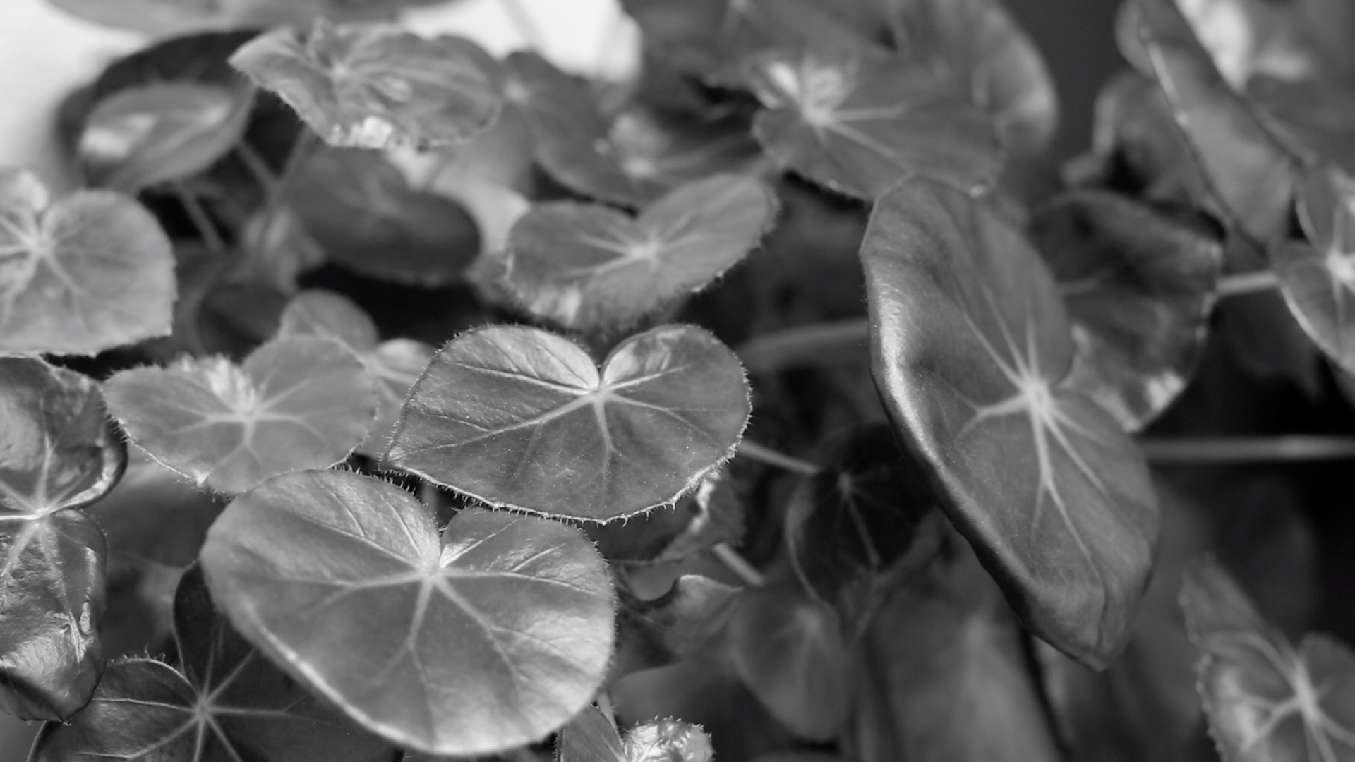 Black And White Series # 4: Plantas
