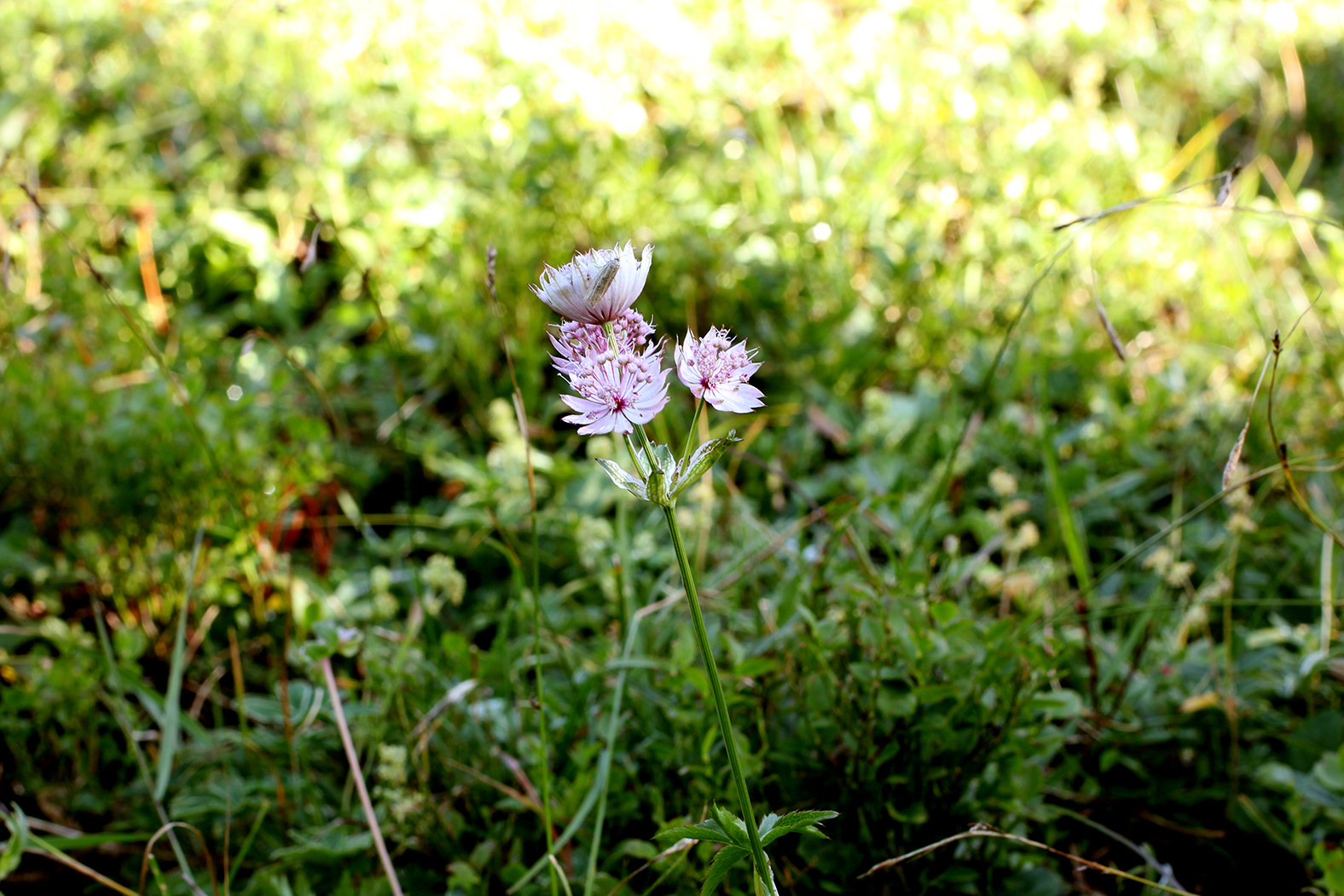 Piu bella del pratin