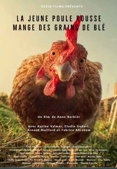 Jeune poule rousse mange des grains de blé