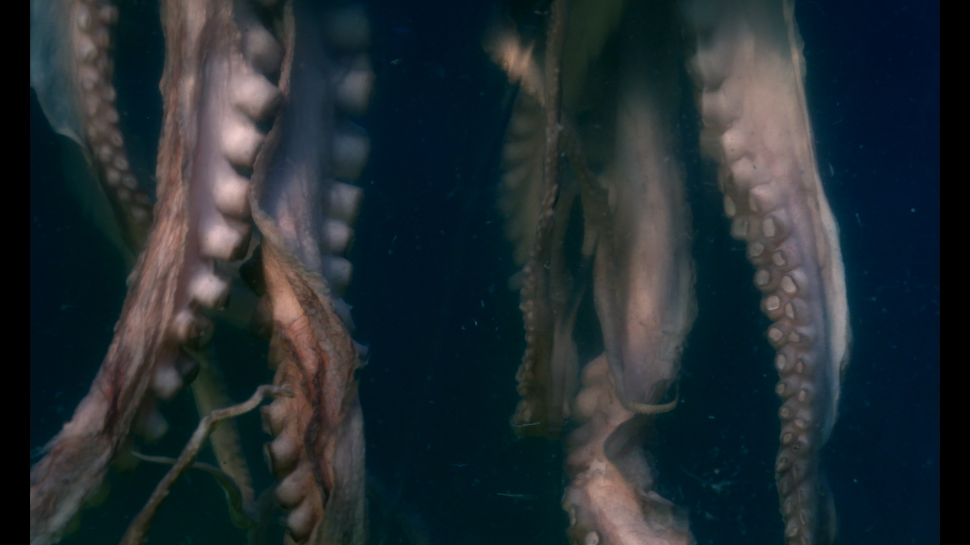 Ce qu'il reste de beau