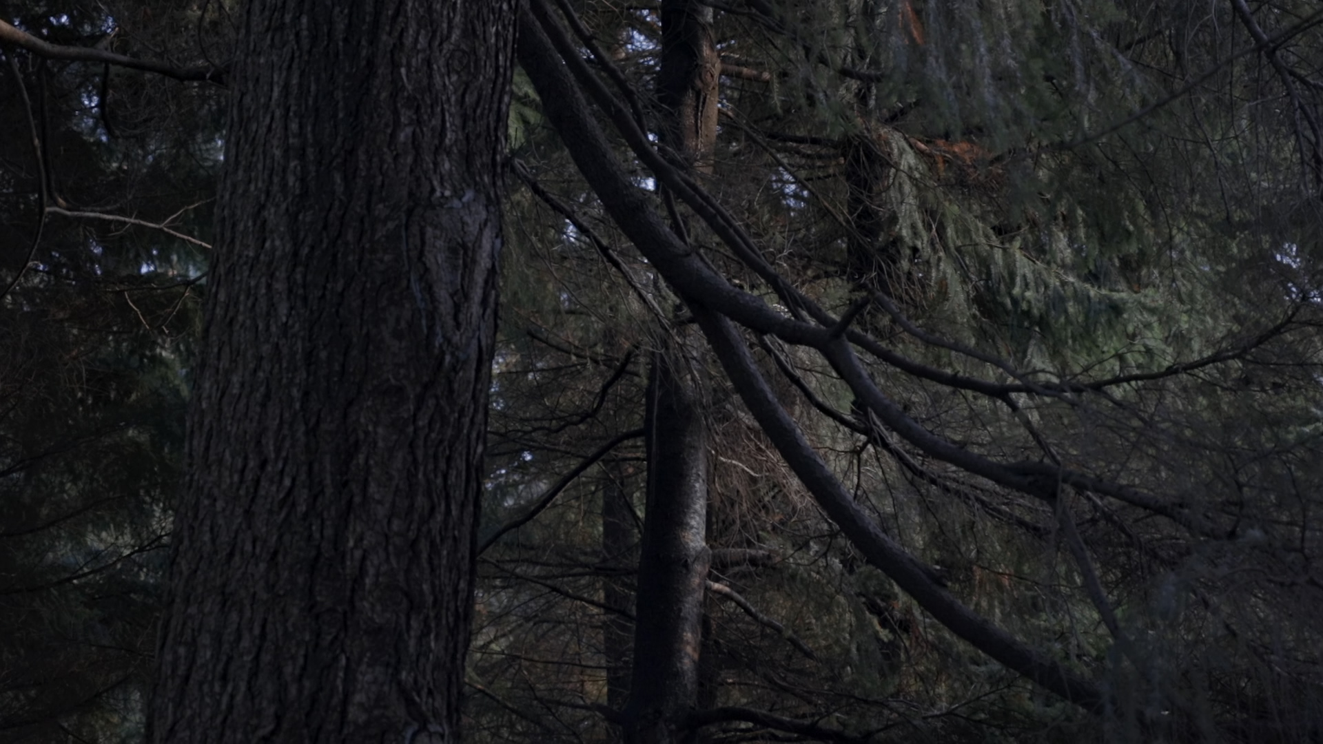 Ho Visto Un Uomo Sull'albero Che Mi Guardava