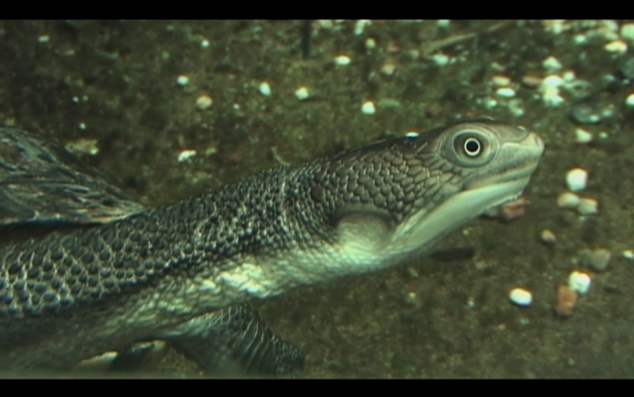 Génie du capitalisme