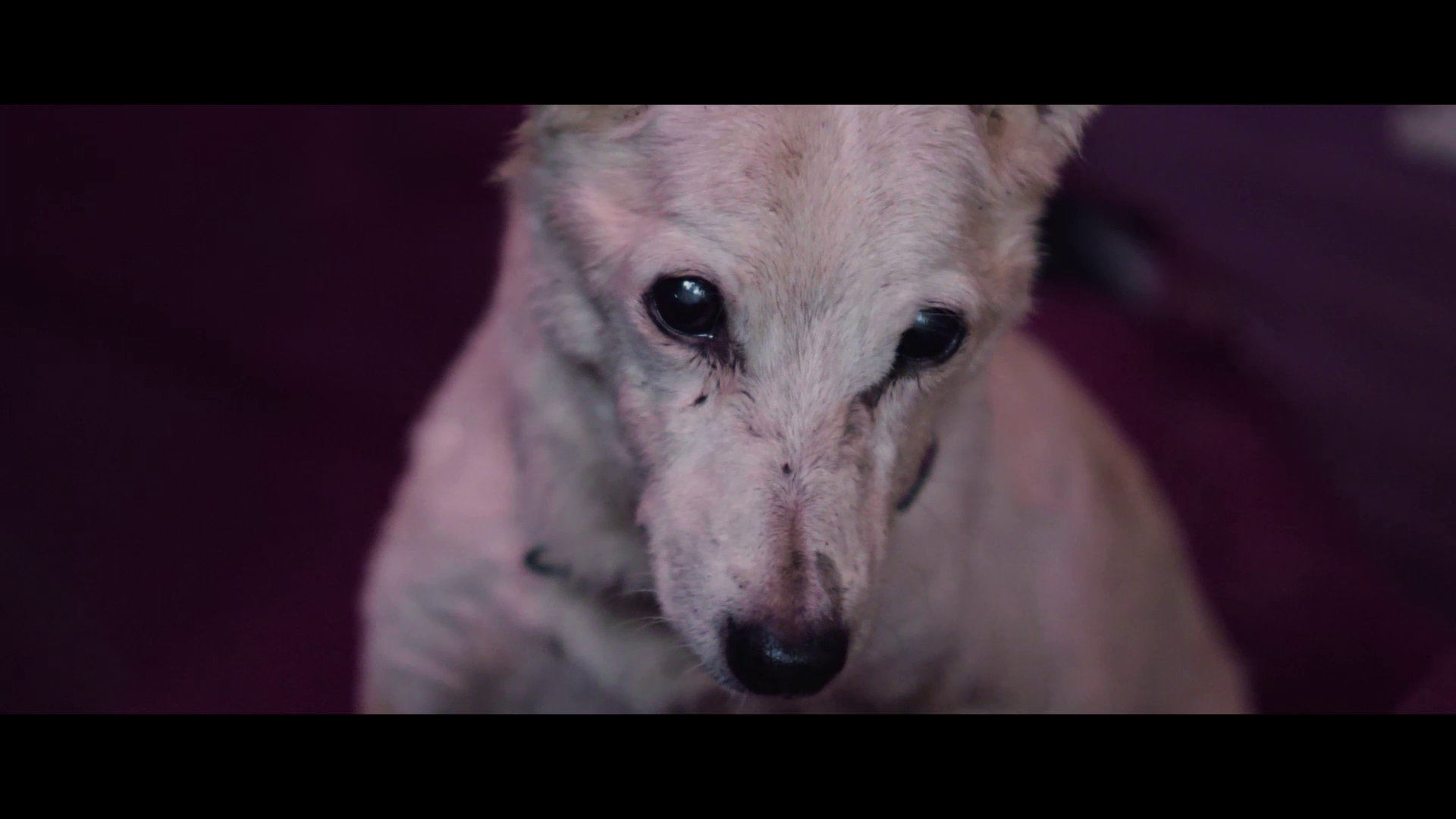 Chamishim klavim zkenim