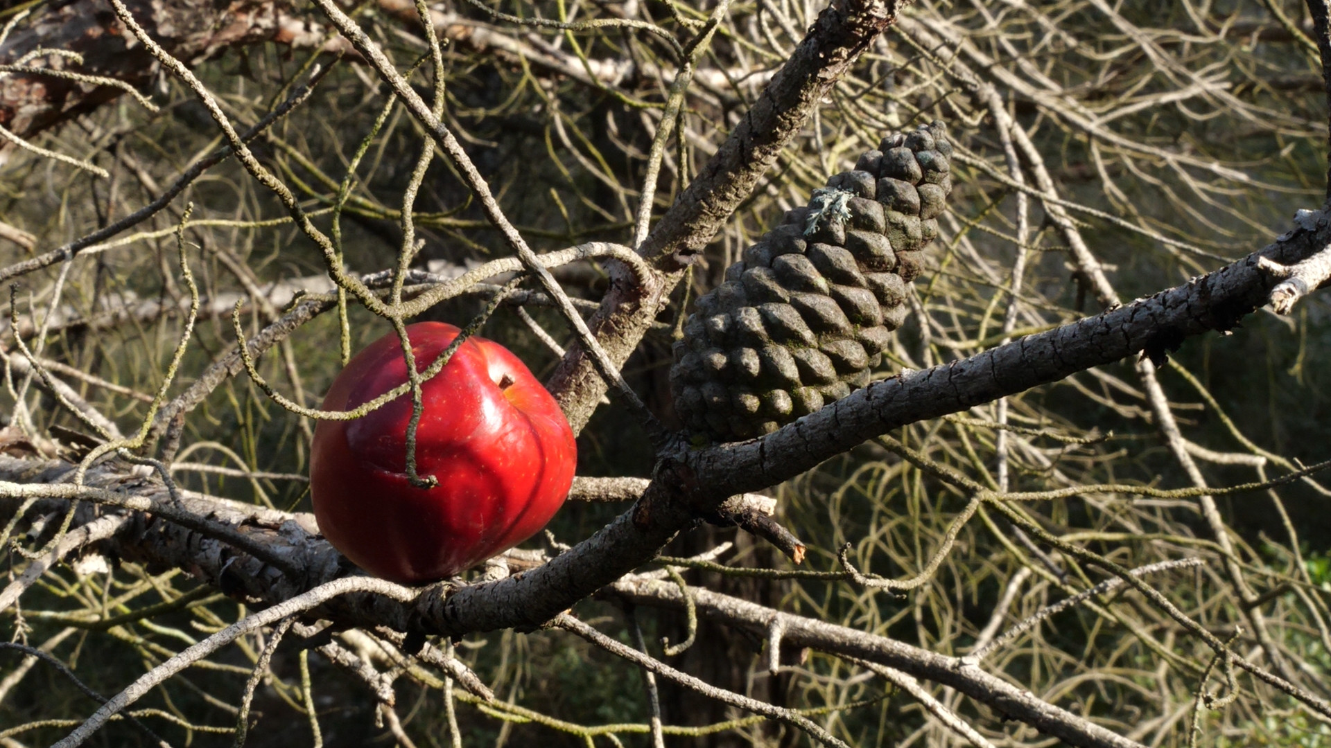 Repenser la pomme