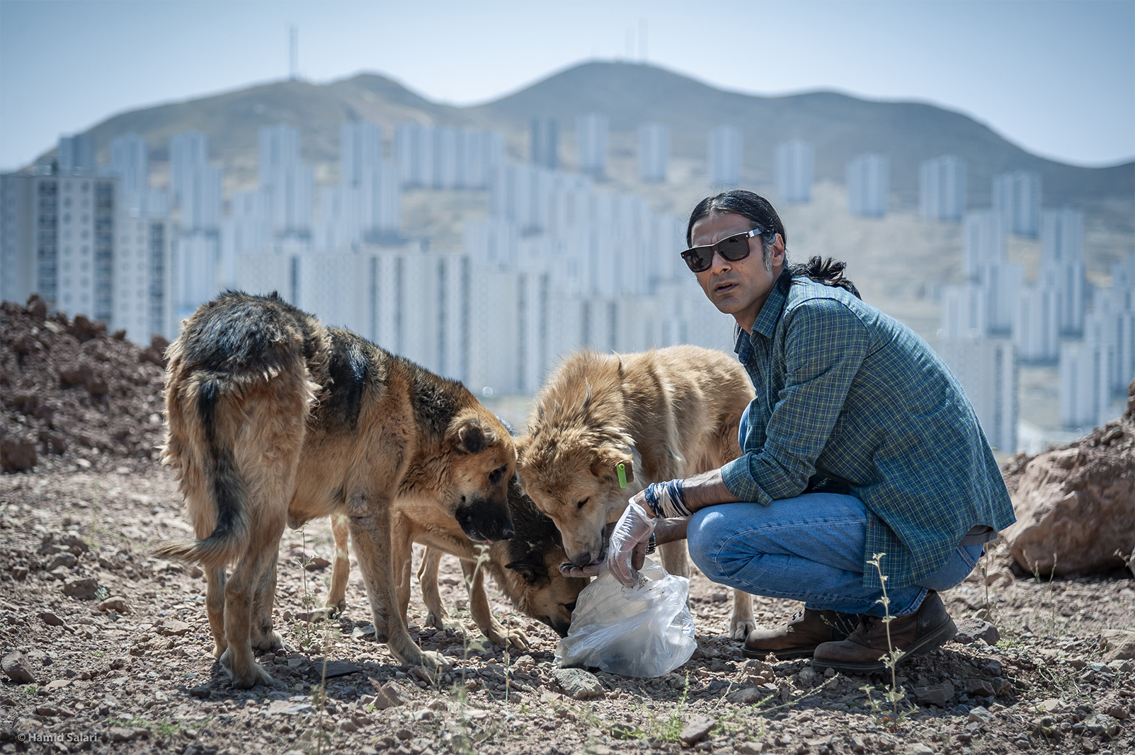 Like a Dog