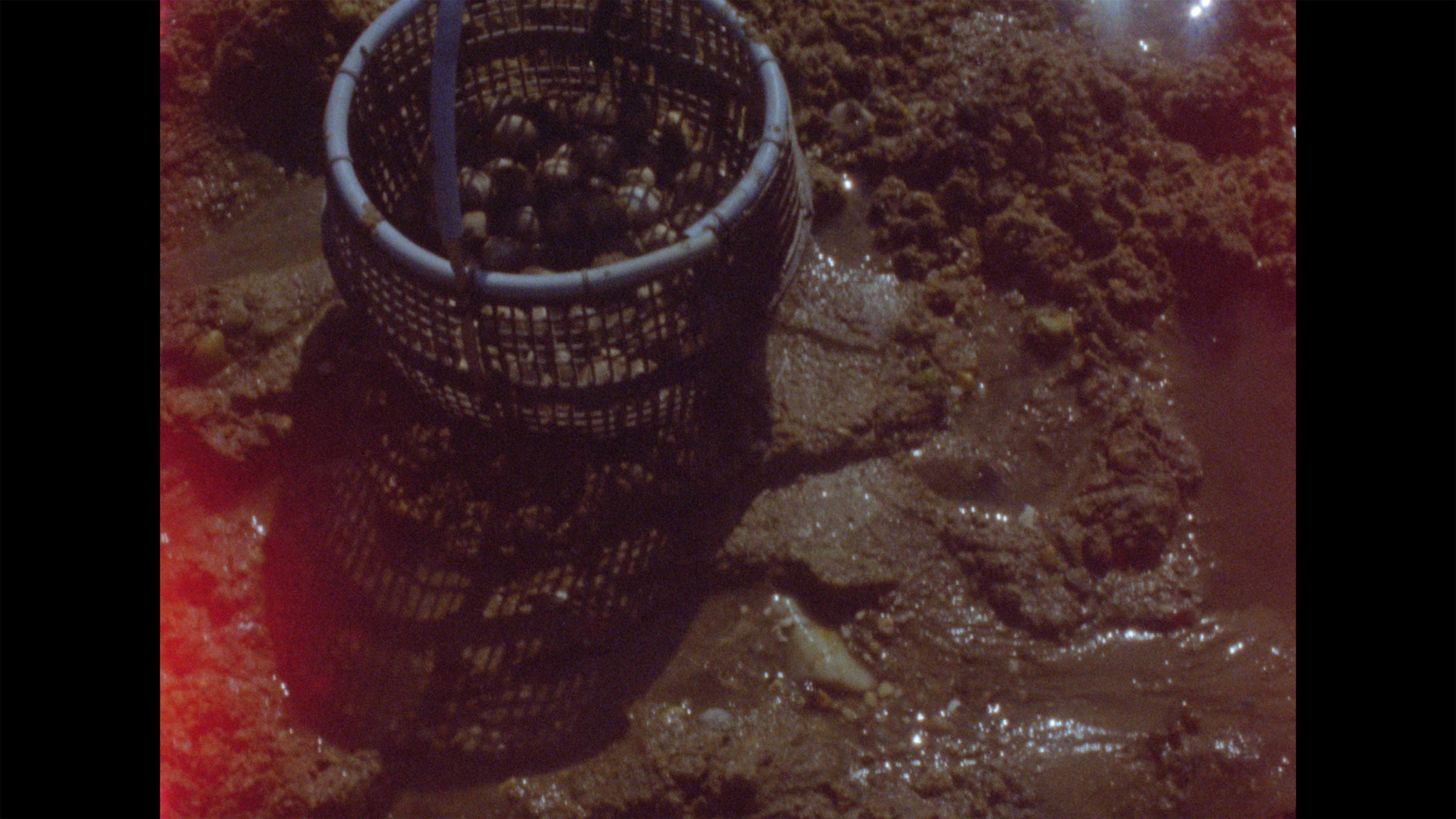 Tatuado nos ollos levamos o pouso