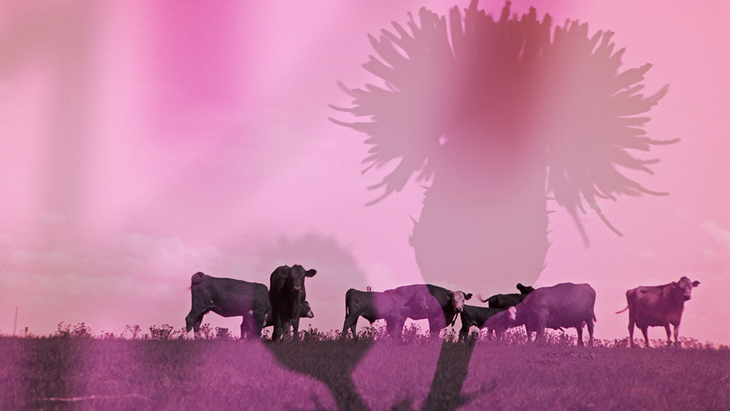 All Roses Sleep (Inviolate Light)