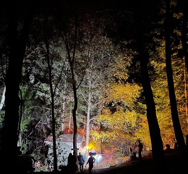 In the Forest of Nisene Marks