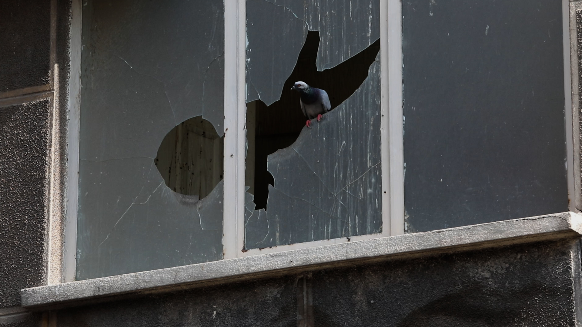 A Butterfly Is Knocking on the Window