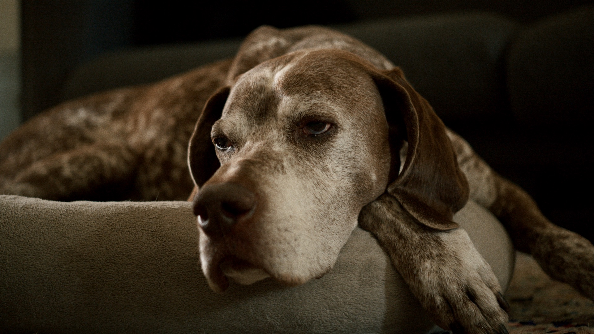 À quoi tu rêves Léon ?