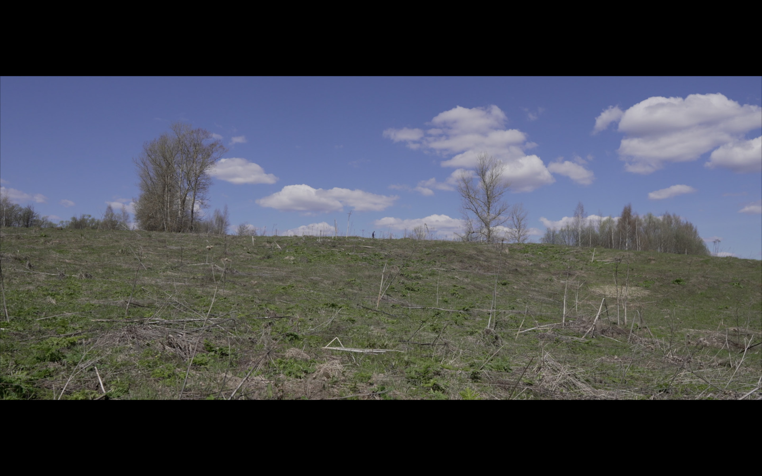Tree Without Leaves