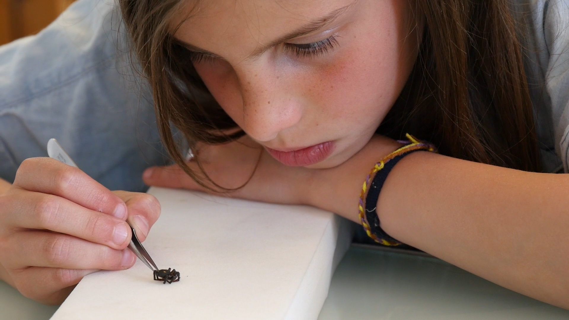 Mais où sont passées les abeilles ?