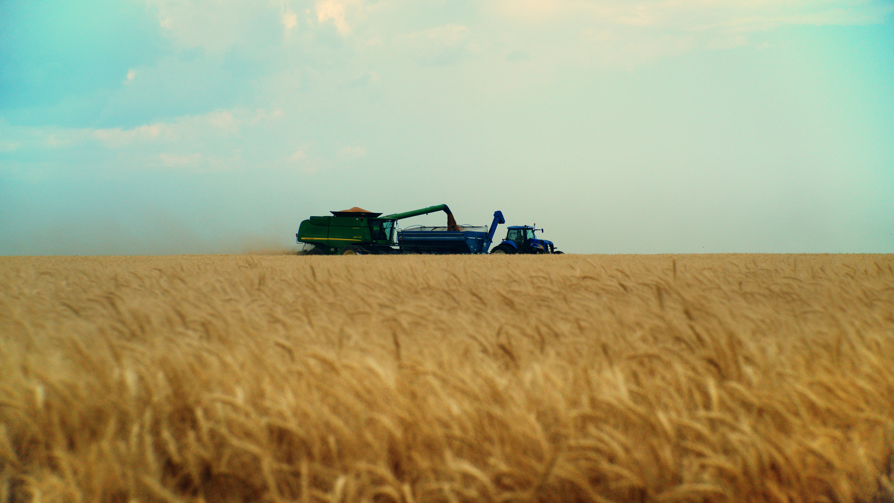 Wheat Harvest