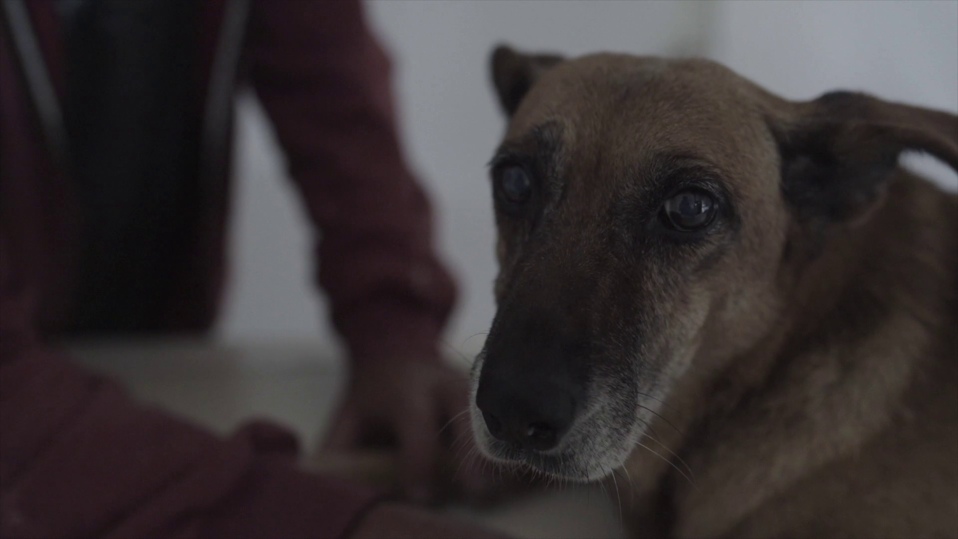 Especies de compañia