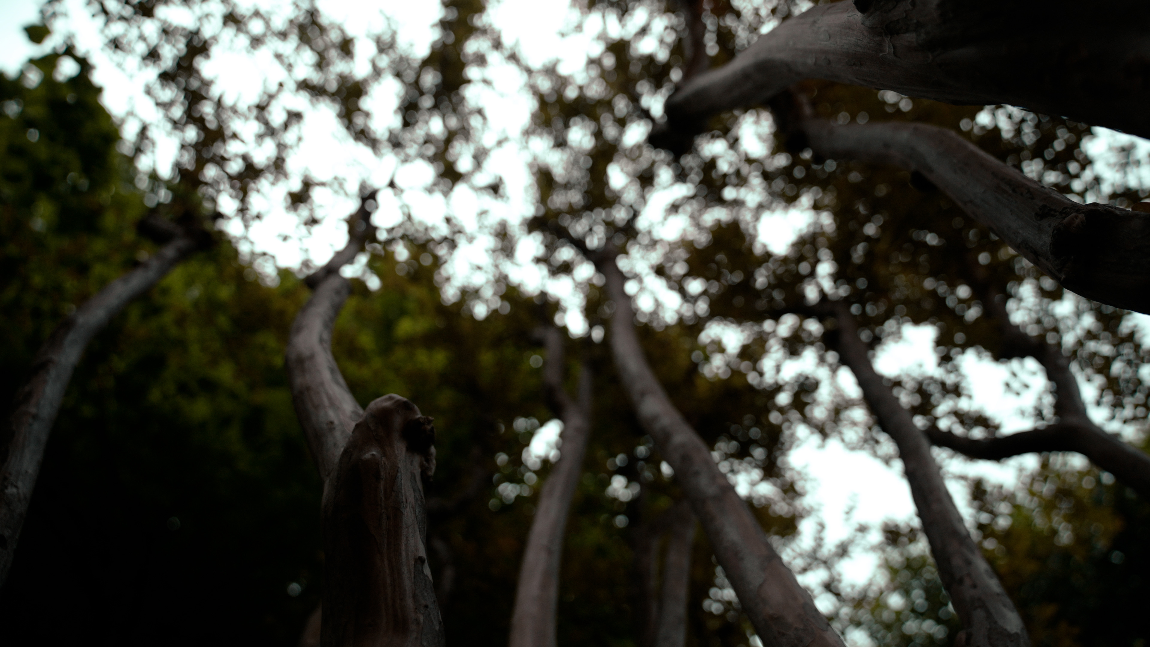 E’ Cosi Assurdo, E’ Cosi Osceno